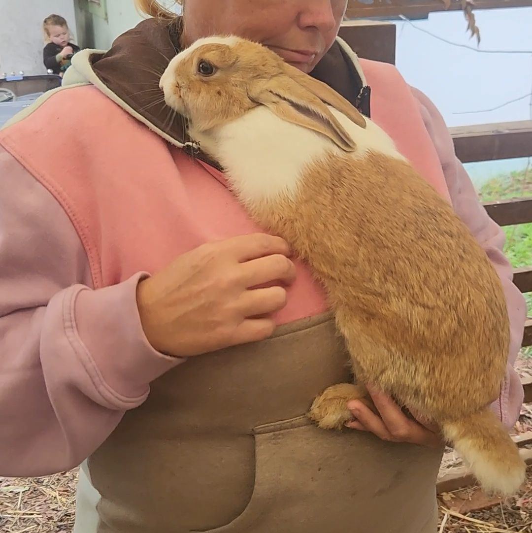 Maria's rabbit's
