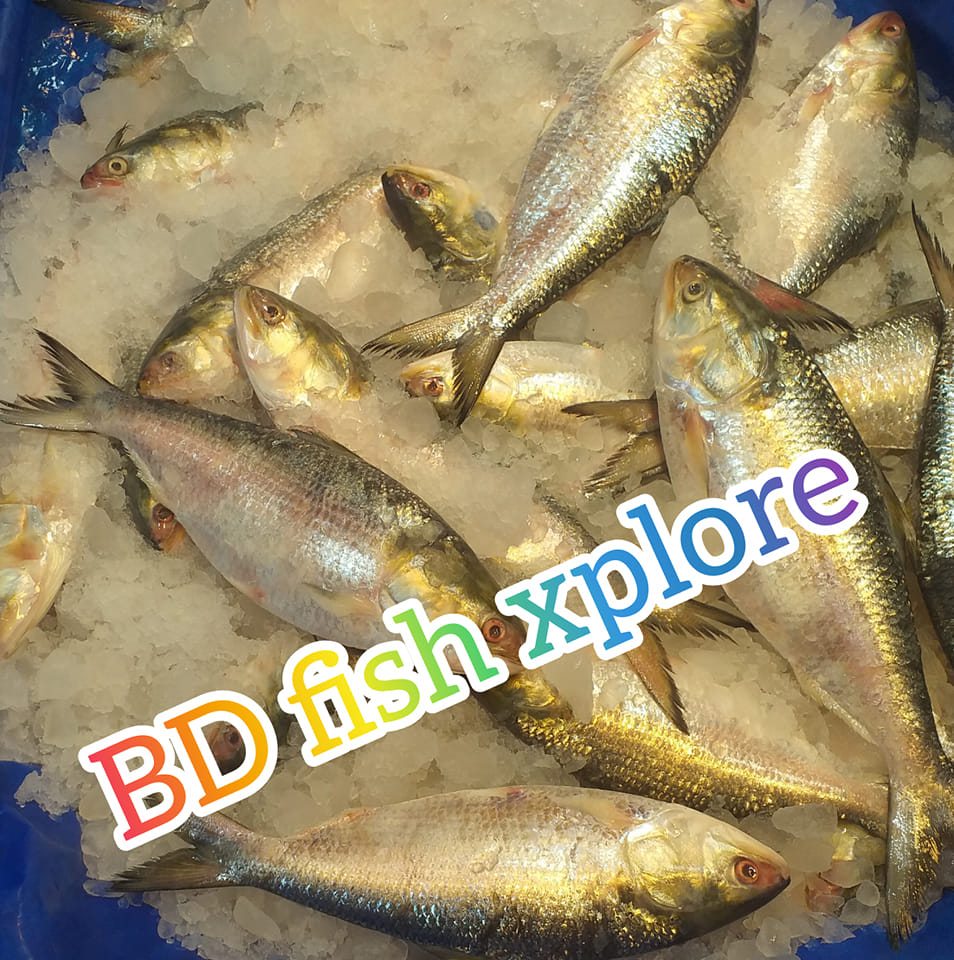 BD fish xplore