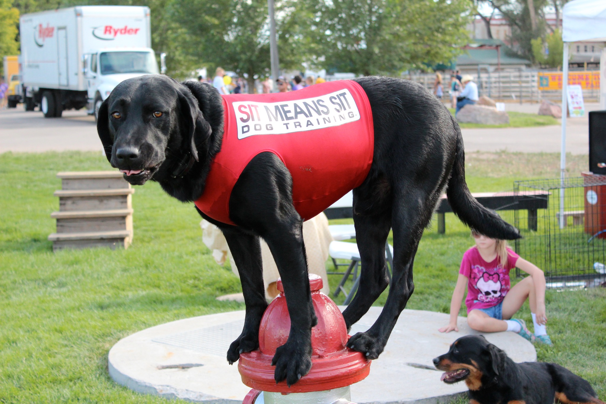 Sit Means Sit Dog Training Metroplex East | Royse City TX