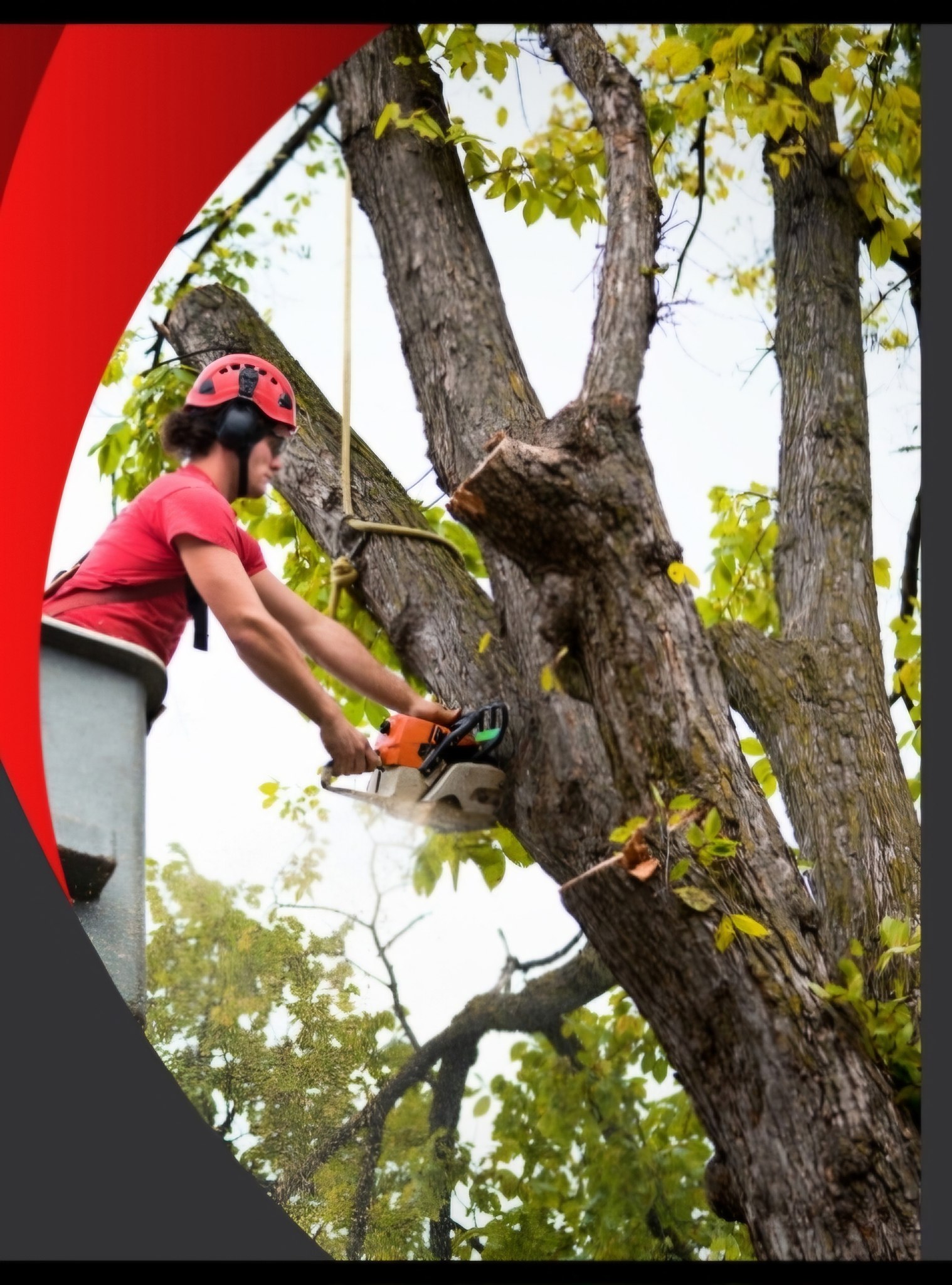 Greenville Tree Service | Greenville OH