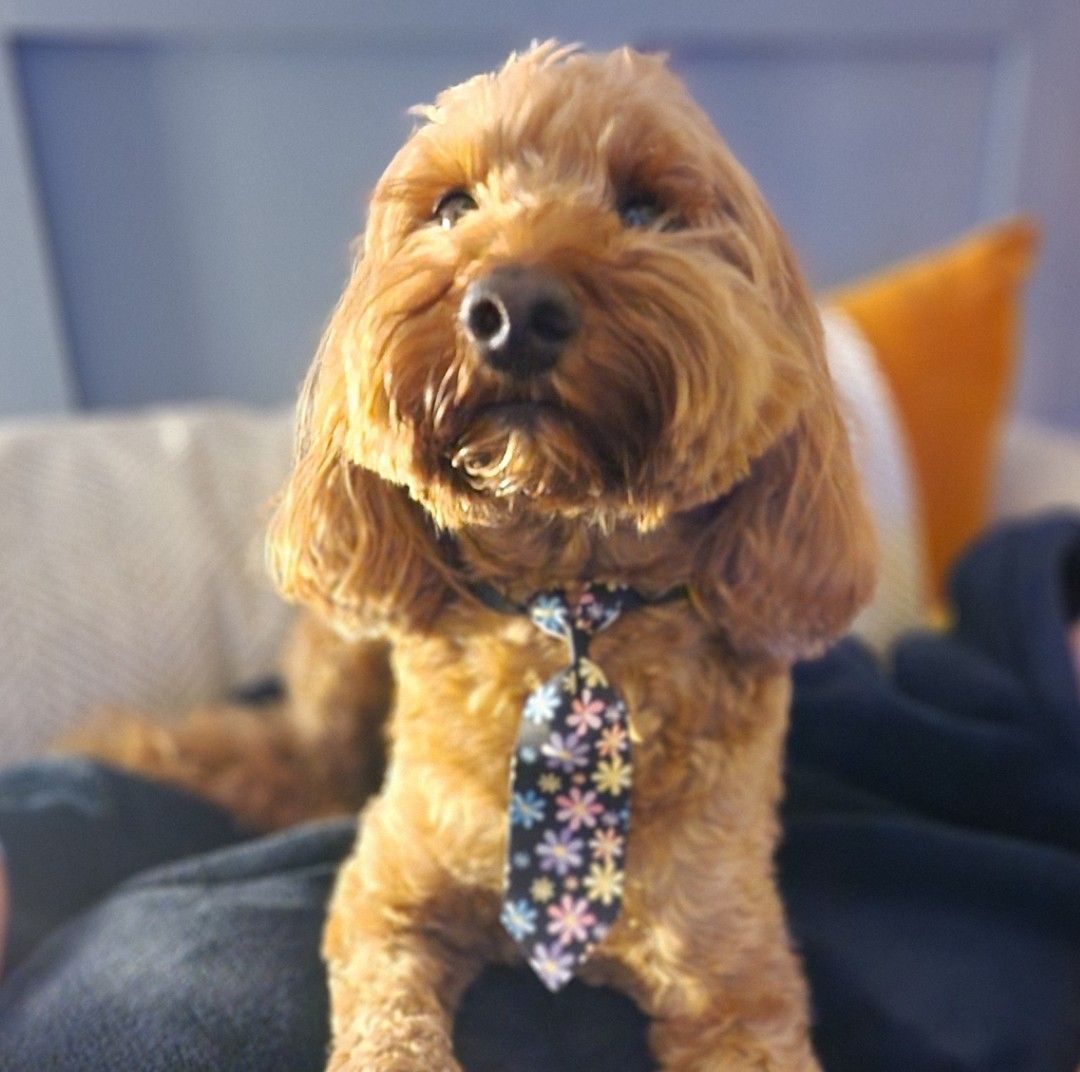 Cockapoo Owners | Today my 10mth old Willow got away from me as I was ...