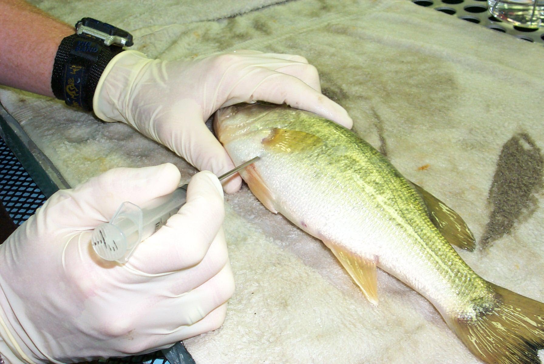 Inland Fisheries San Antonio District - Texas Parks and Wildlife