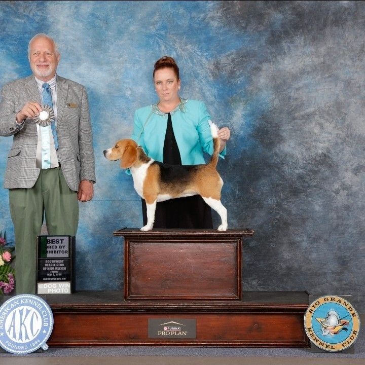 Hamptons Ridge Beagles | Veguita NM