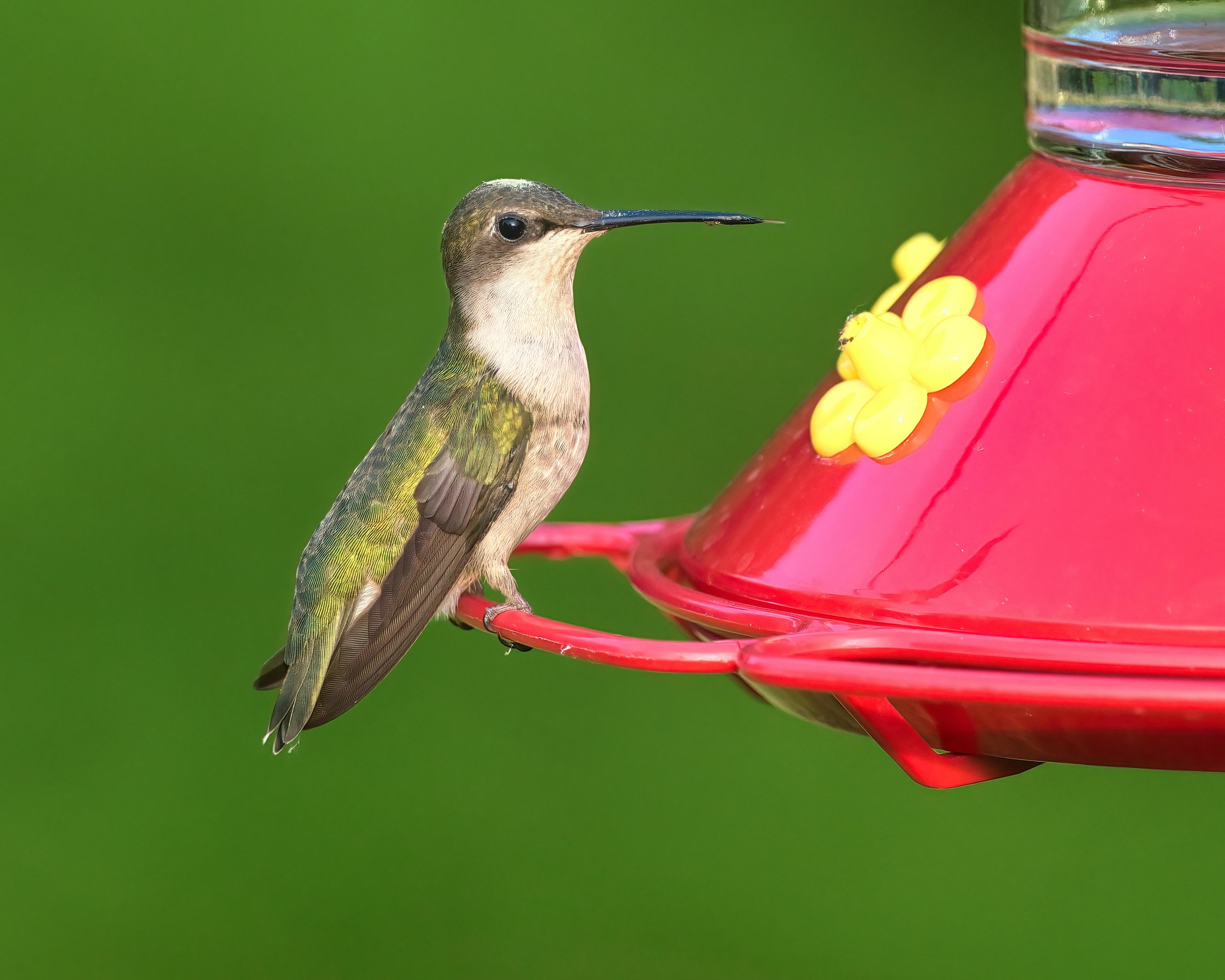Hummingbird Wonder