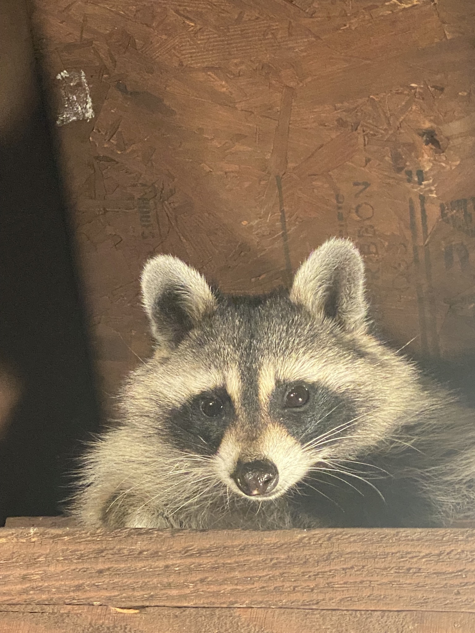Dan the Raccoon