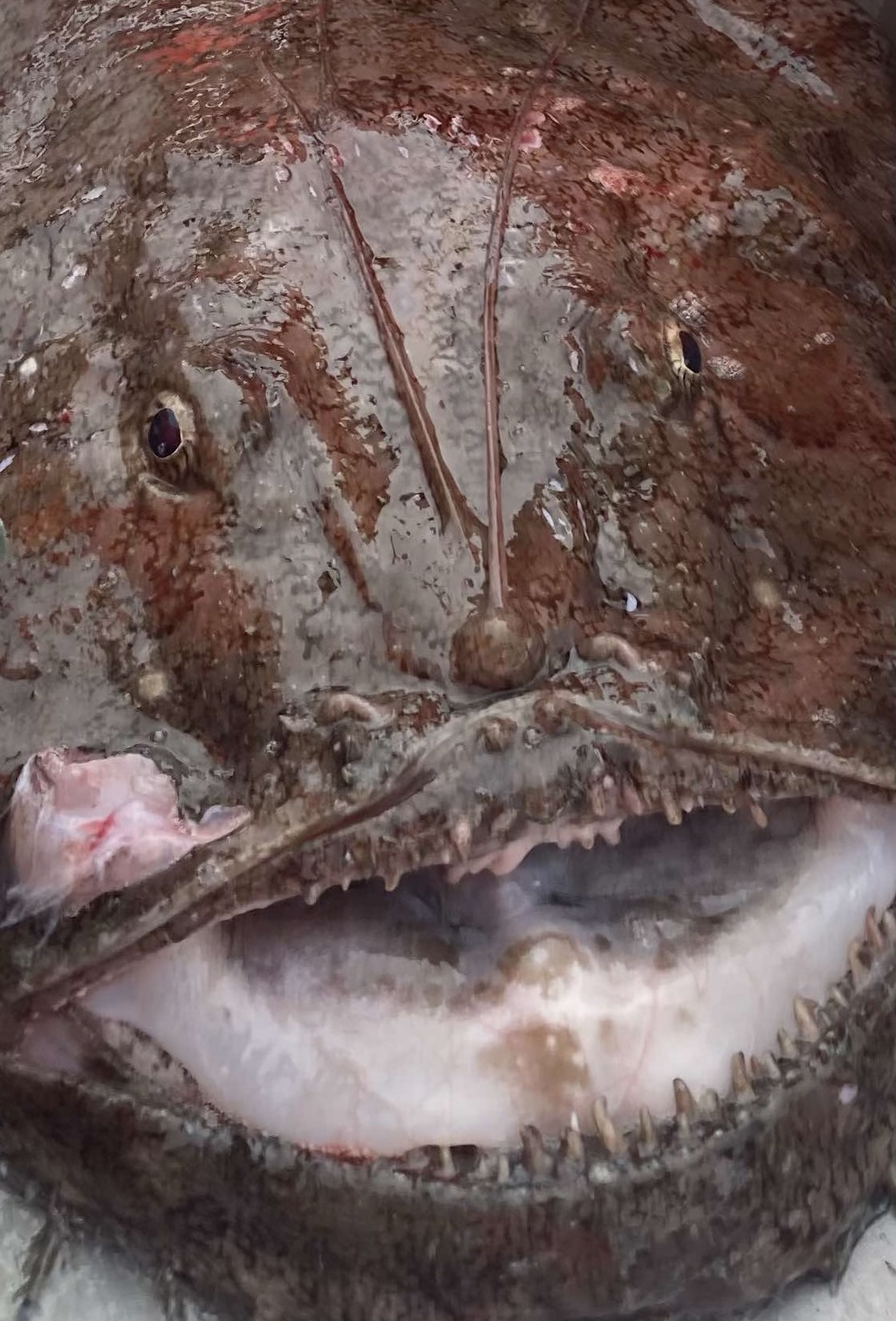 Actin - Fishing - Siste jakthelg i #Hjørundfjorden. Ingen fangst, men ...