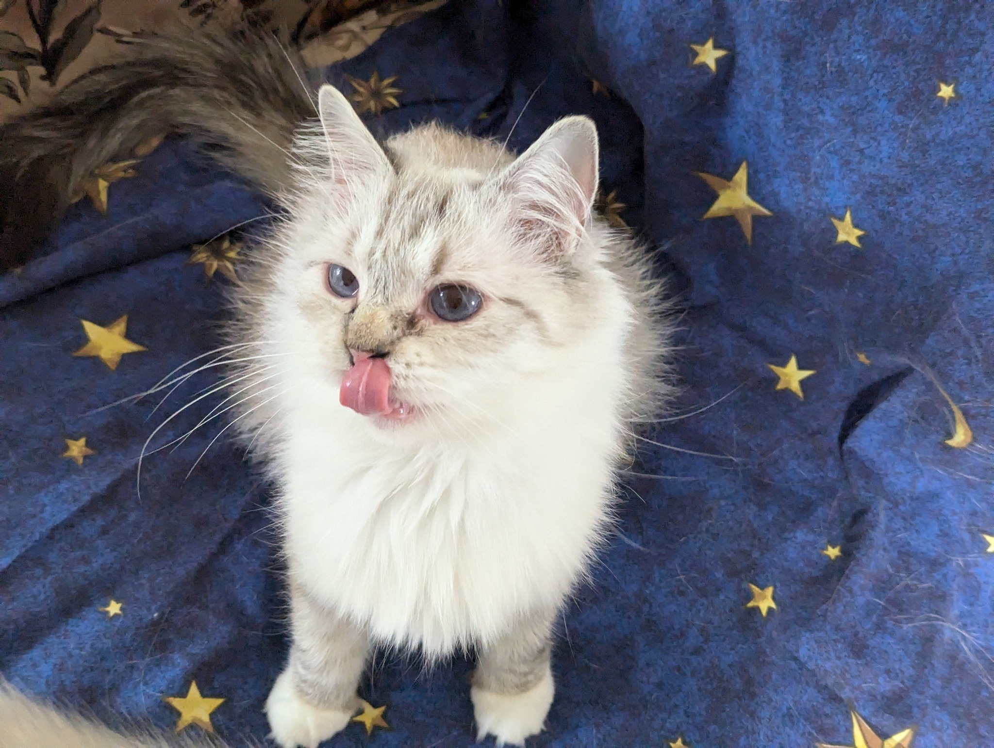 Magic Ragdoll | Quebec QC