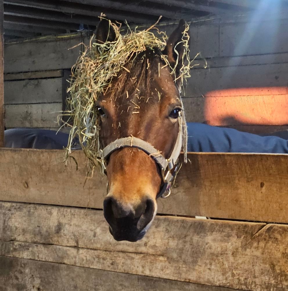 Double D.A.B. Riding Stable | Ripley NY