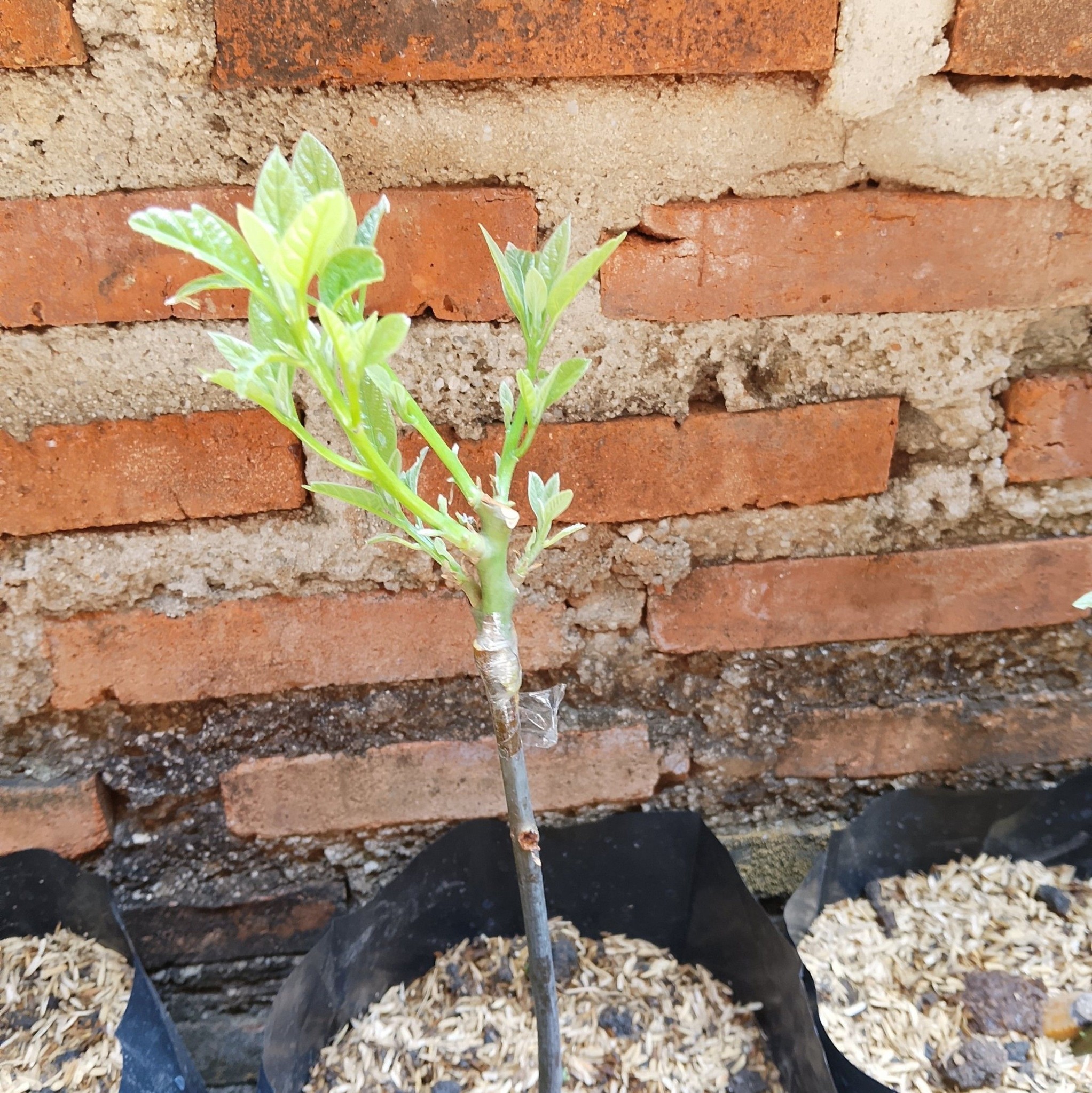 Simple air layering on Bougenville tree 😍🌲 #airlayering #farming # ...