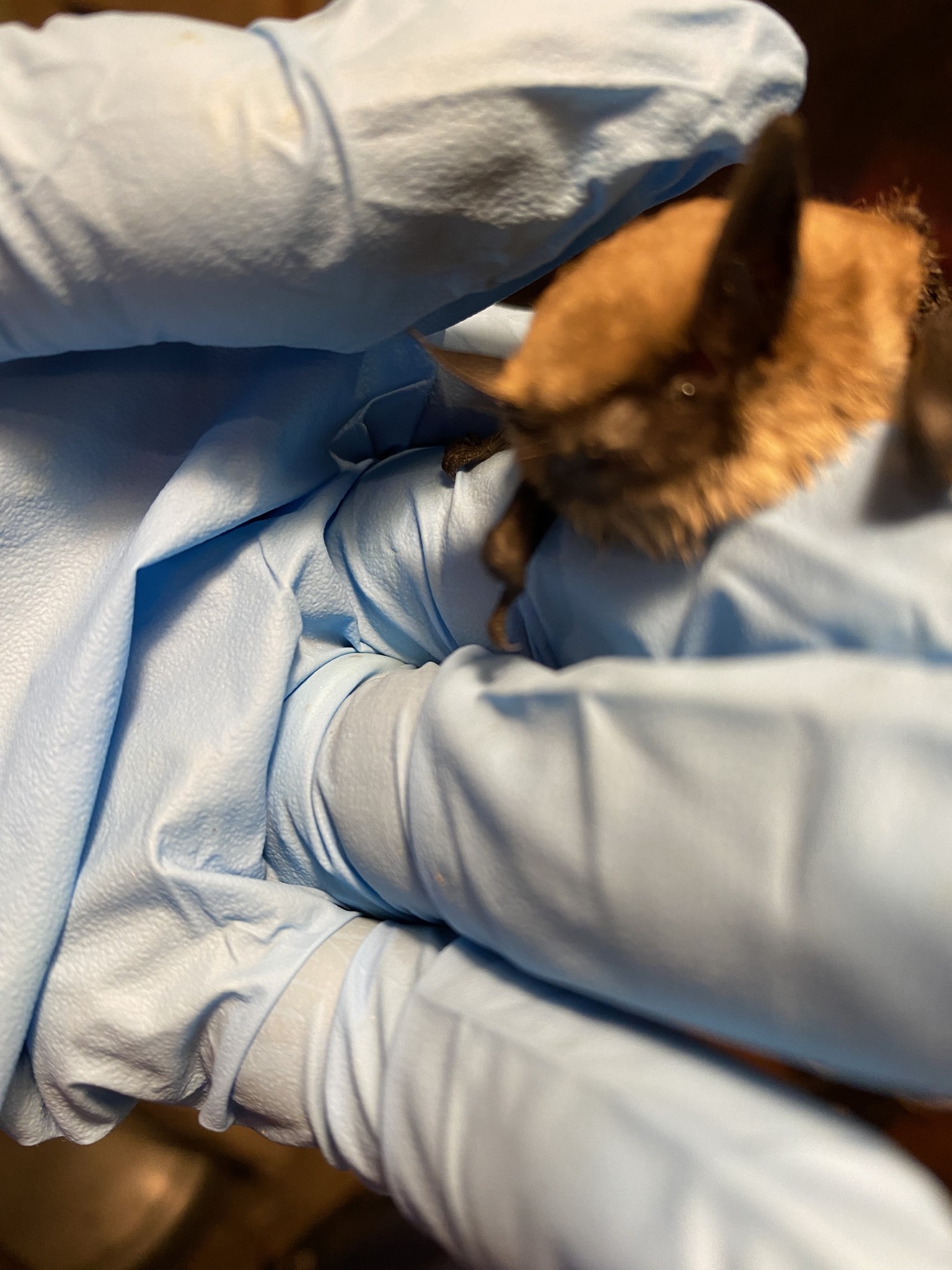 Northern Arizona Bat Rescue | Flagstaff AZ