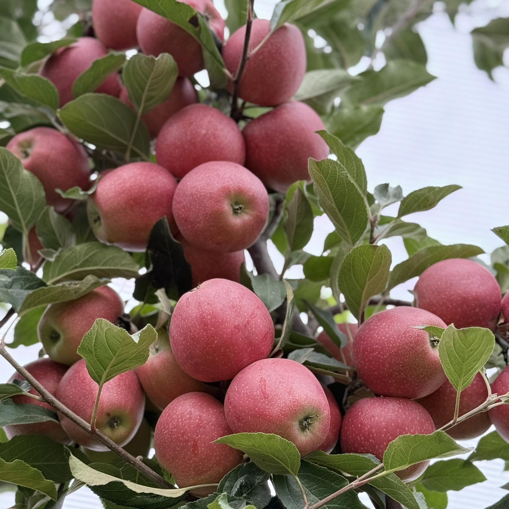 Mohammad Fruit Company