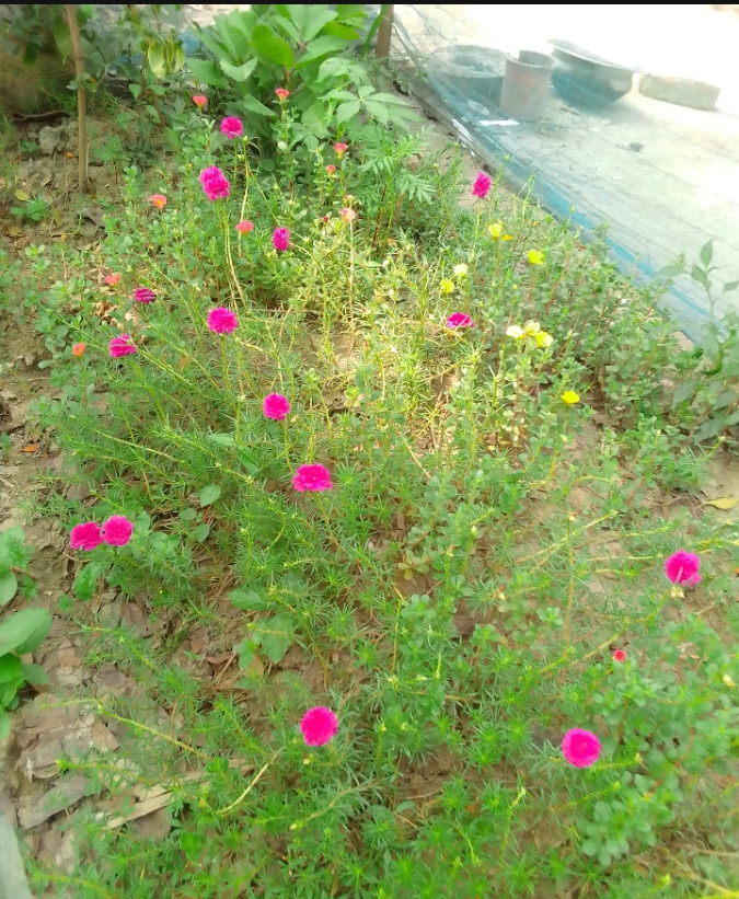 Rokib 1 | Satkhira