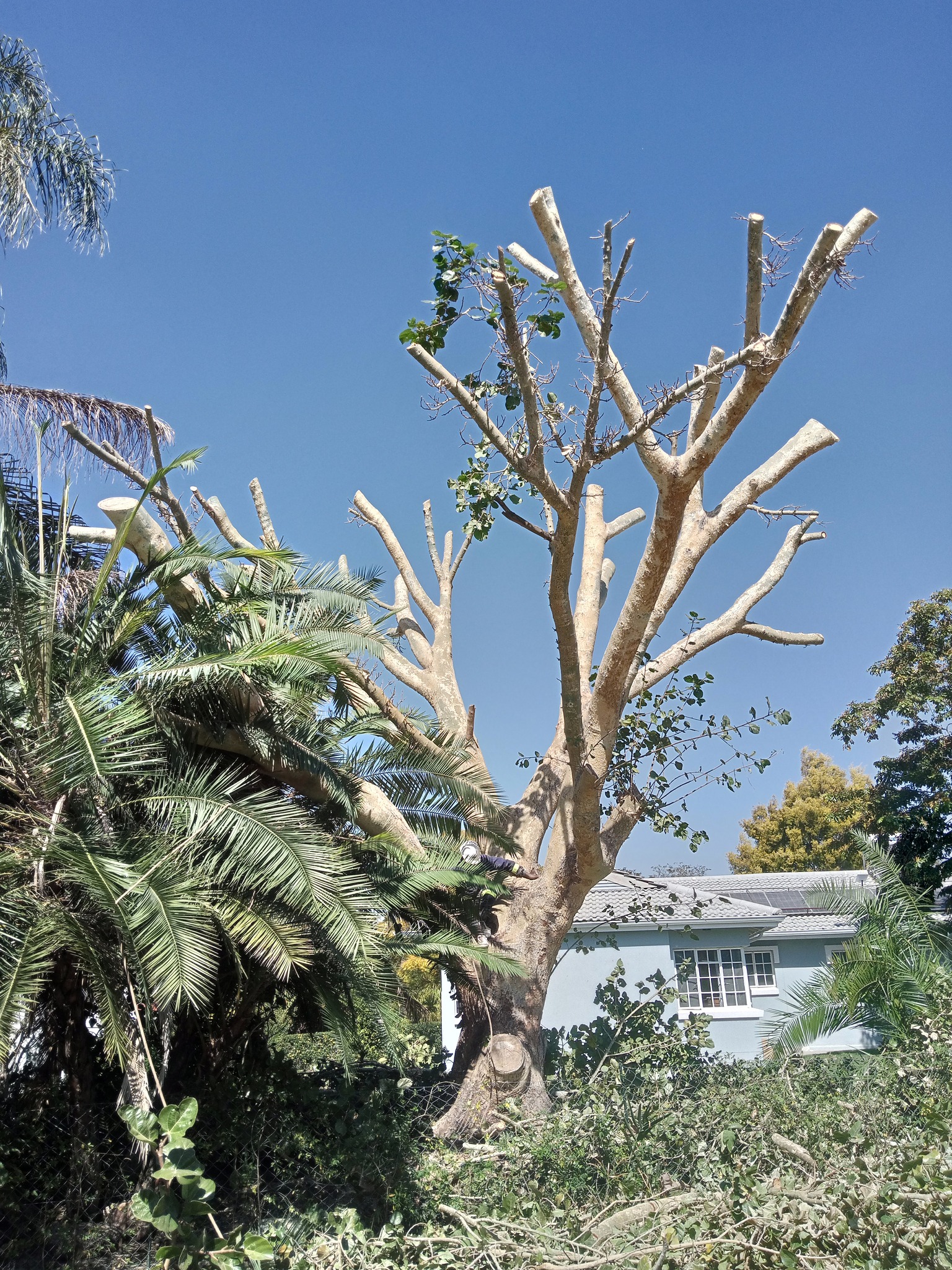Tree cutting by experts call 0773707125 | City to City Tree Cutters ...