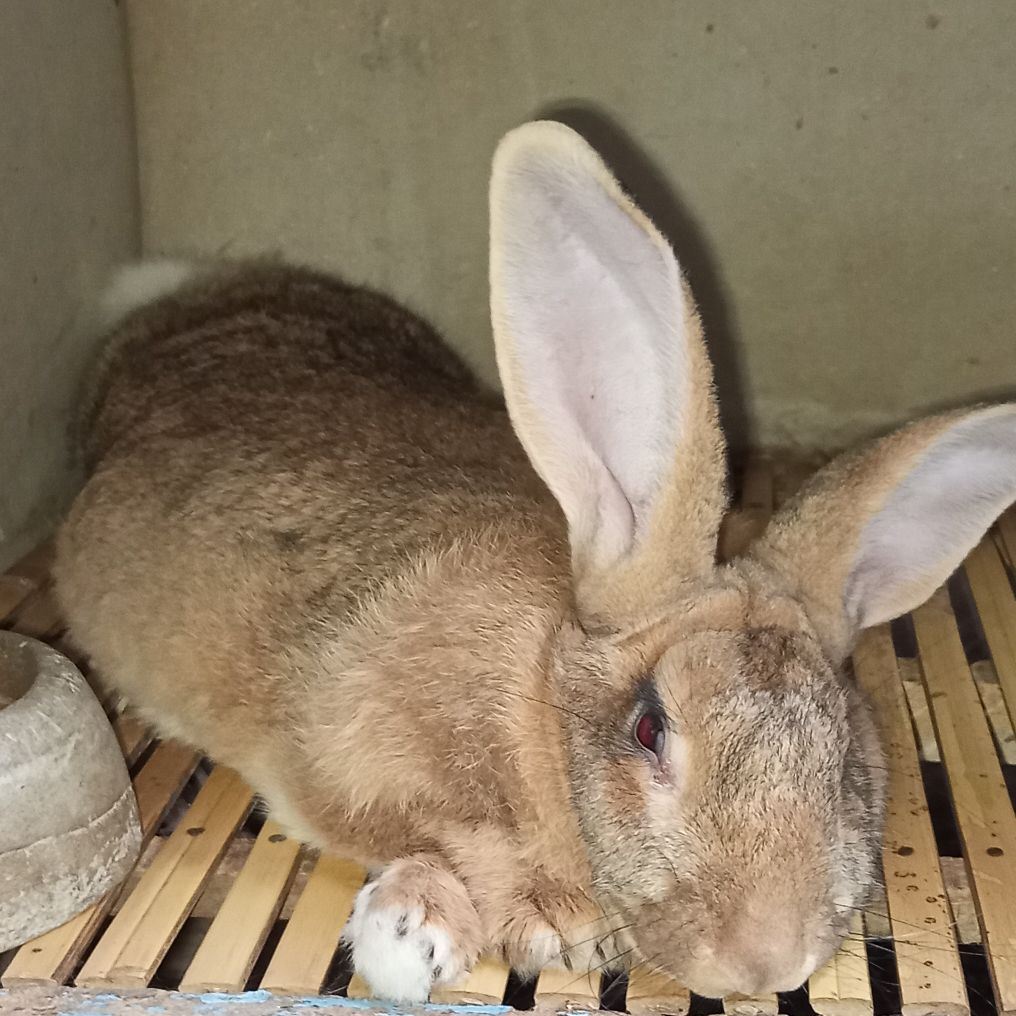 HSP Rabbit's Farm Flemish Giant tanjungsari | Sumedang