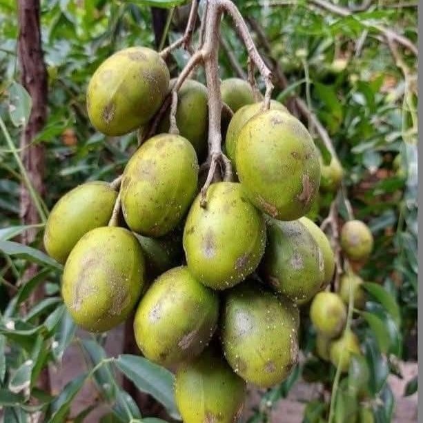 Baci guilecava tu ko Watiqu Kadcy Matalau Tikoinukuloa nai tinitini ni ...