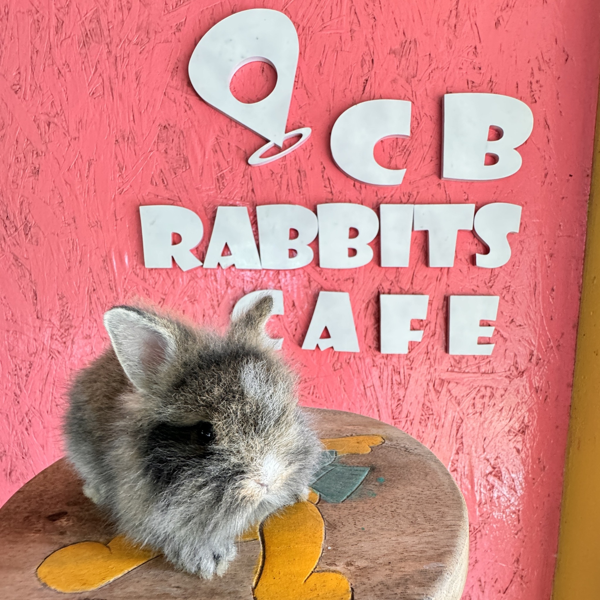 CB Rabbits Cafe - ️Open &Welcome ️ 😍ยินดีต้อนรับทุกท่าน😍... | Facebook