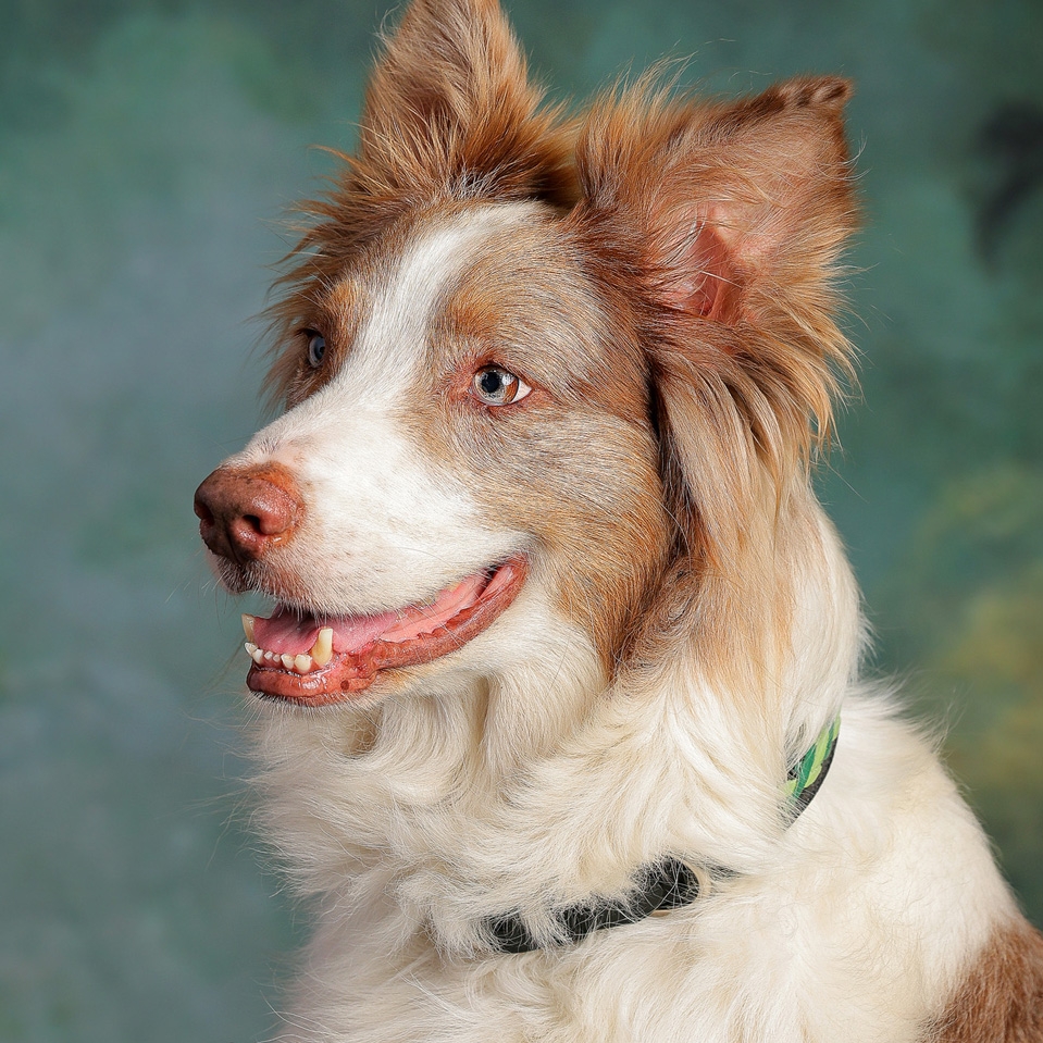 Friends of AKC Scent Work | At the excellent level, in buried and ...