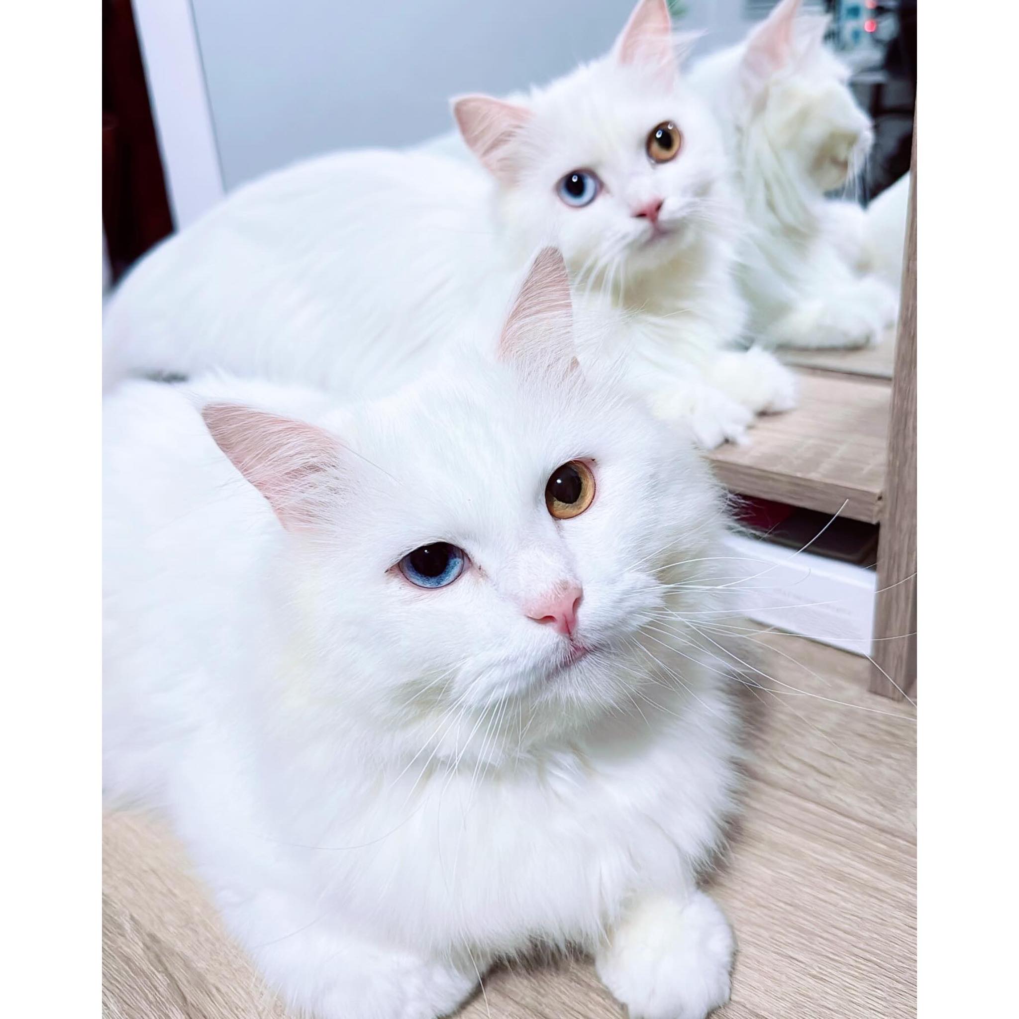 Disney Cats