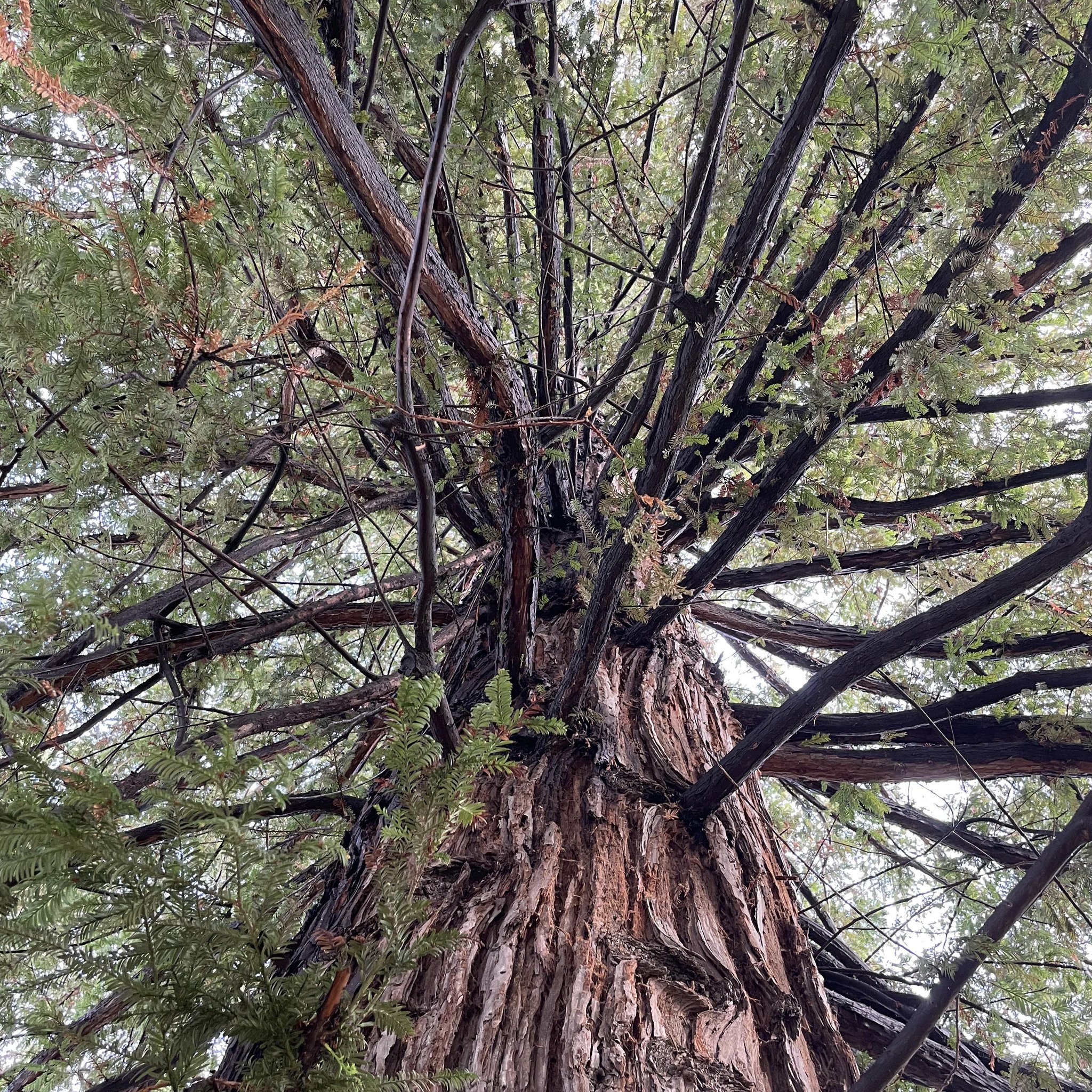 California Native Plants | Green Acres nursery coming to Modesto | Facebook