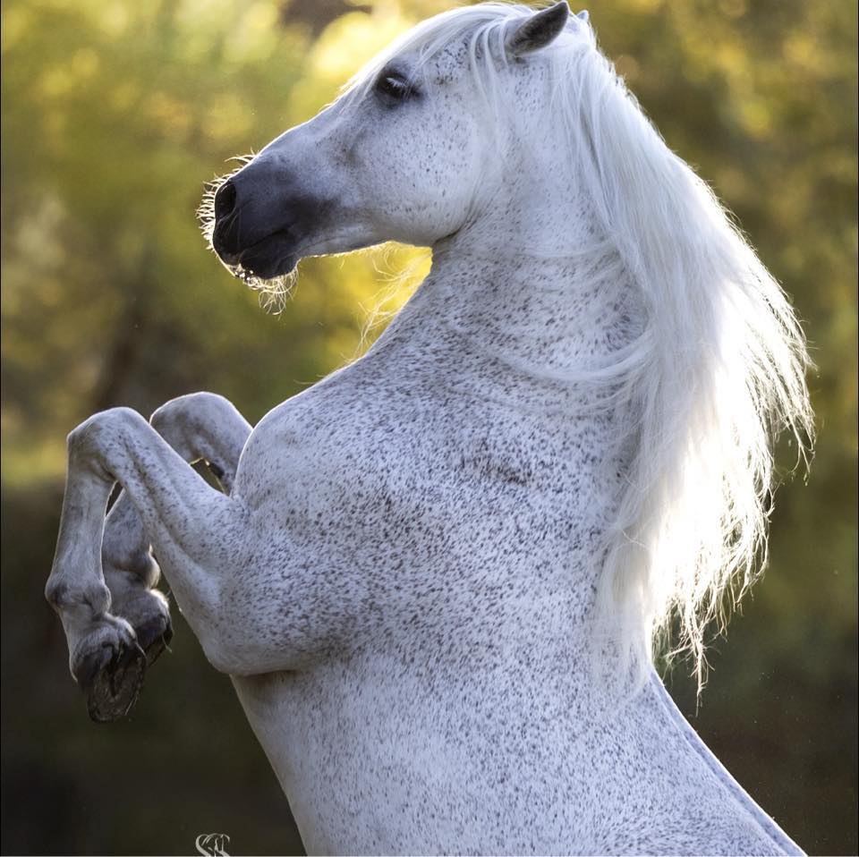 Liberiano - Andalusian Pura Raza Espanola Stallion