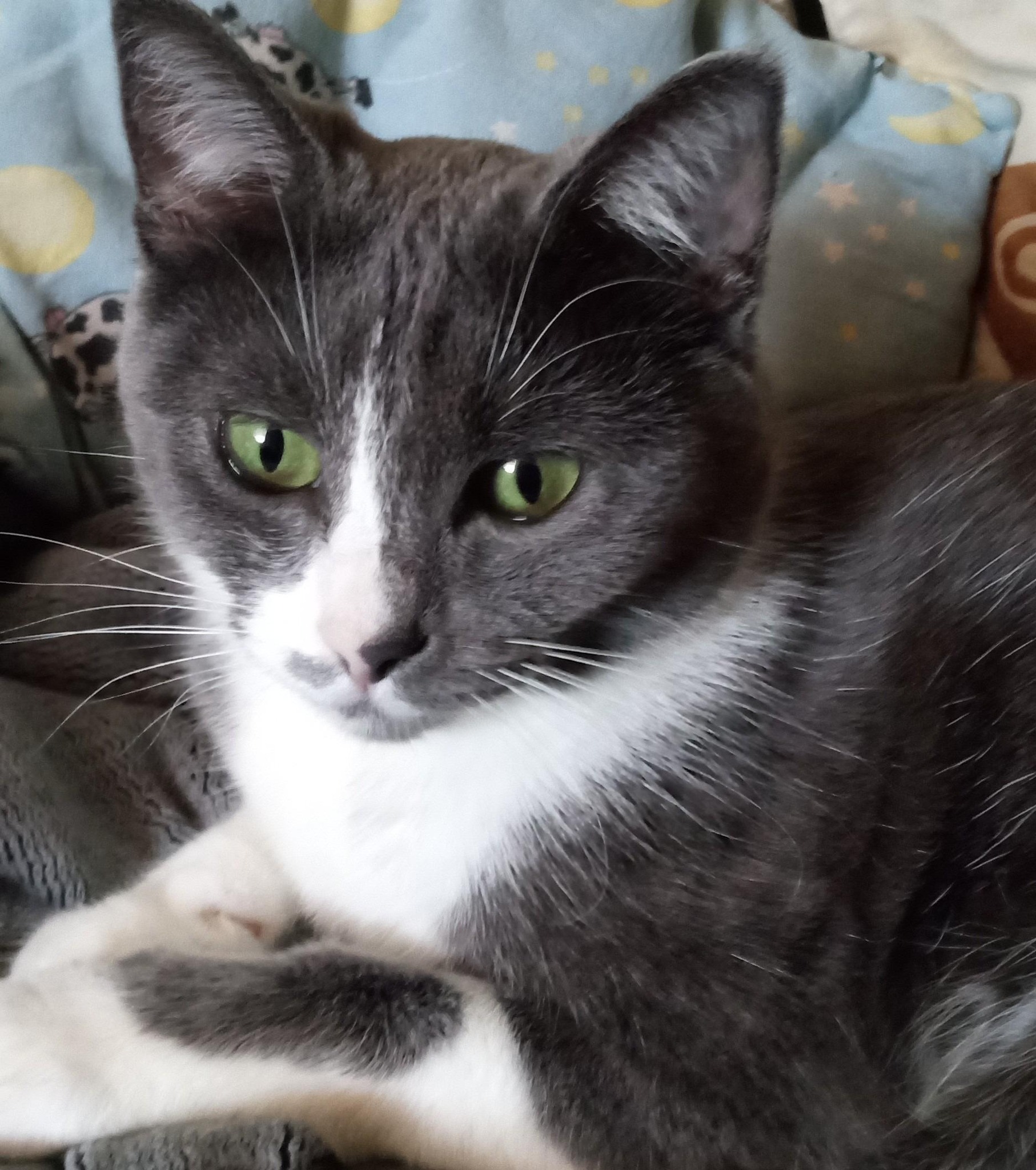 Pats and purrs for free! All of these sweet babies will be available to ...