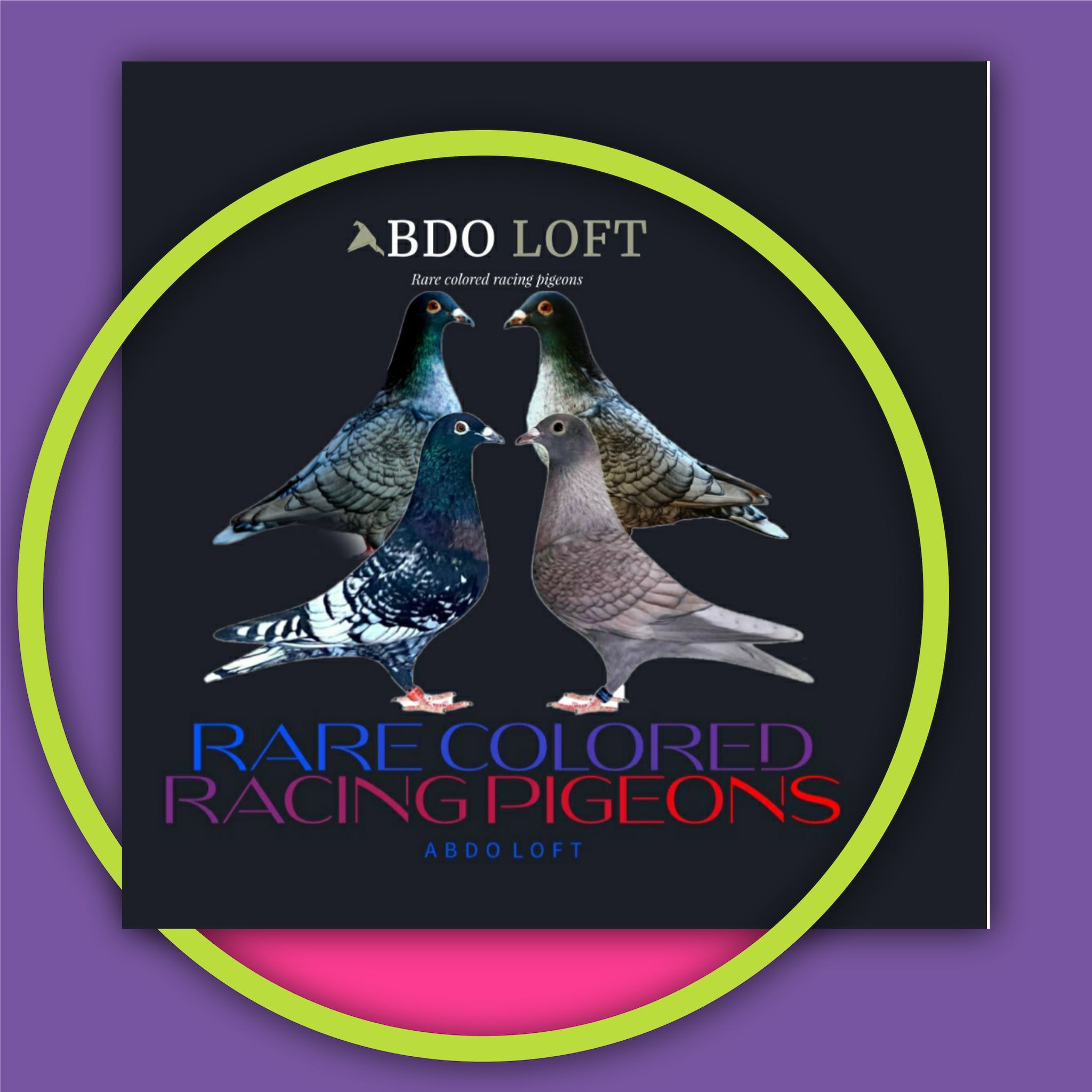 Rare Colored Racing Homers Pigeons - Morocco.