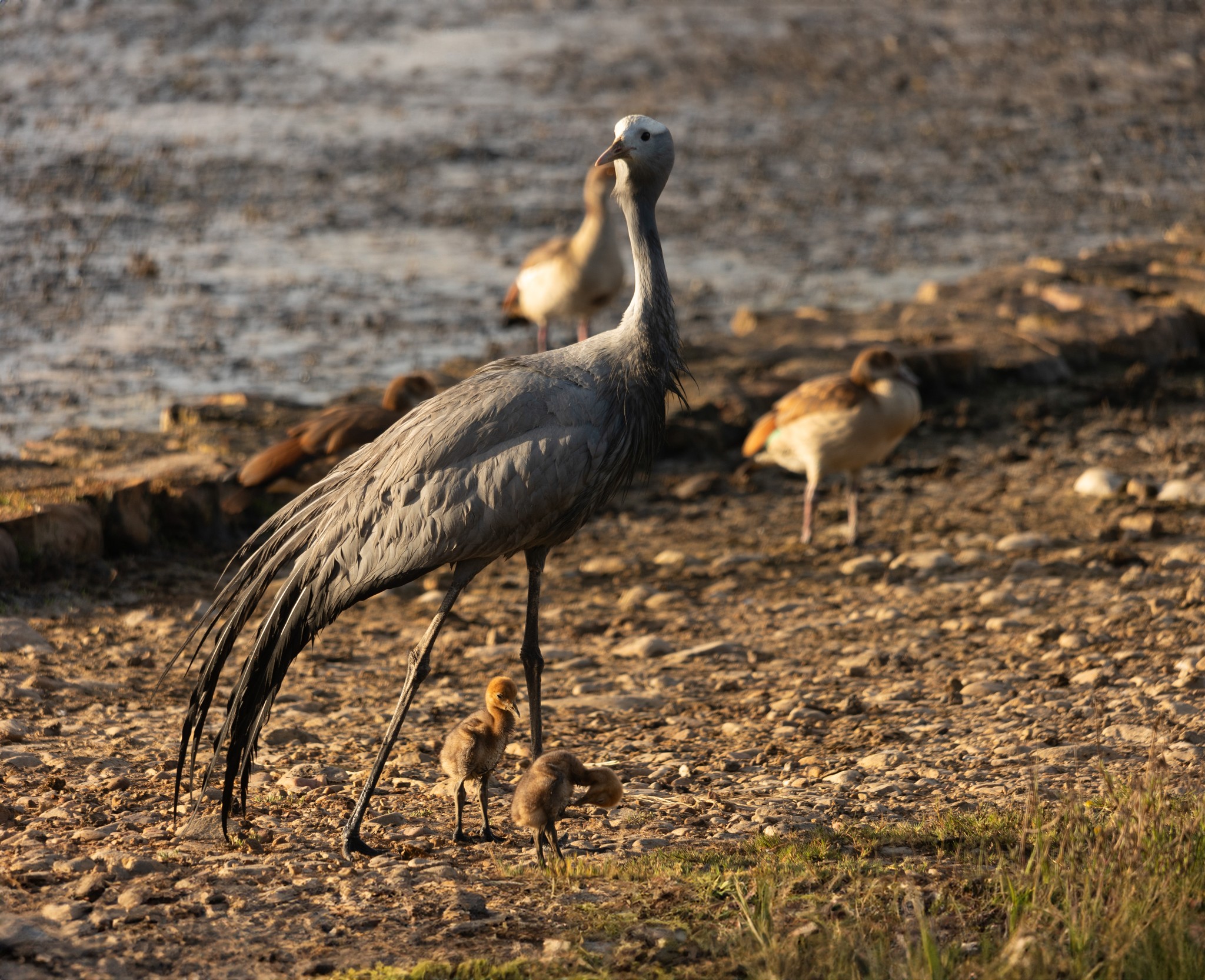 Bitou Wetland