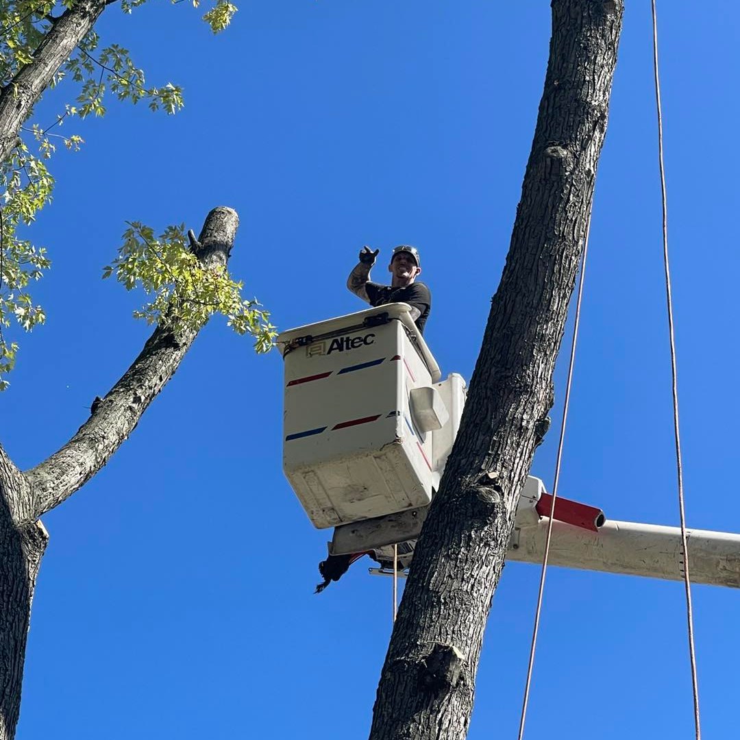 Vince’s tree & landscaping service LLC | Blackwood NJ