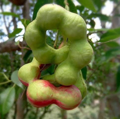 খৈ বাবলা