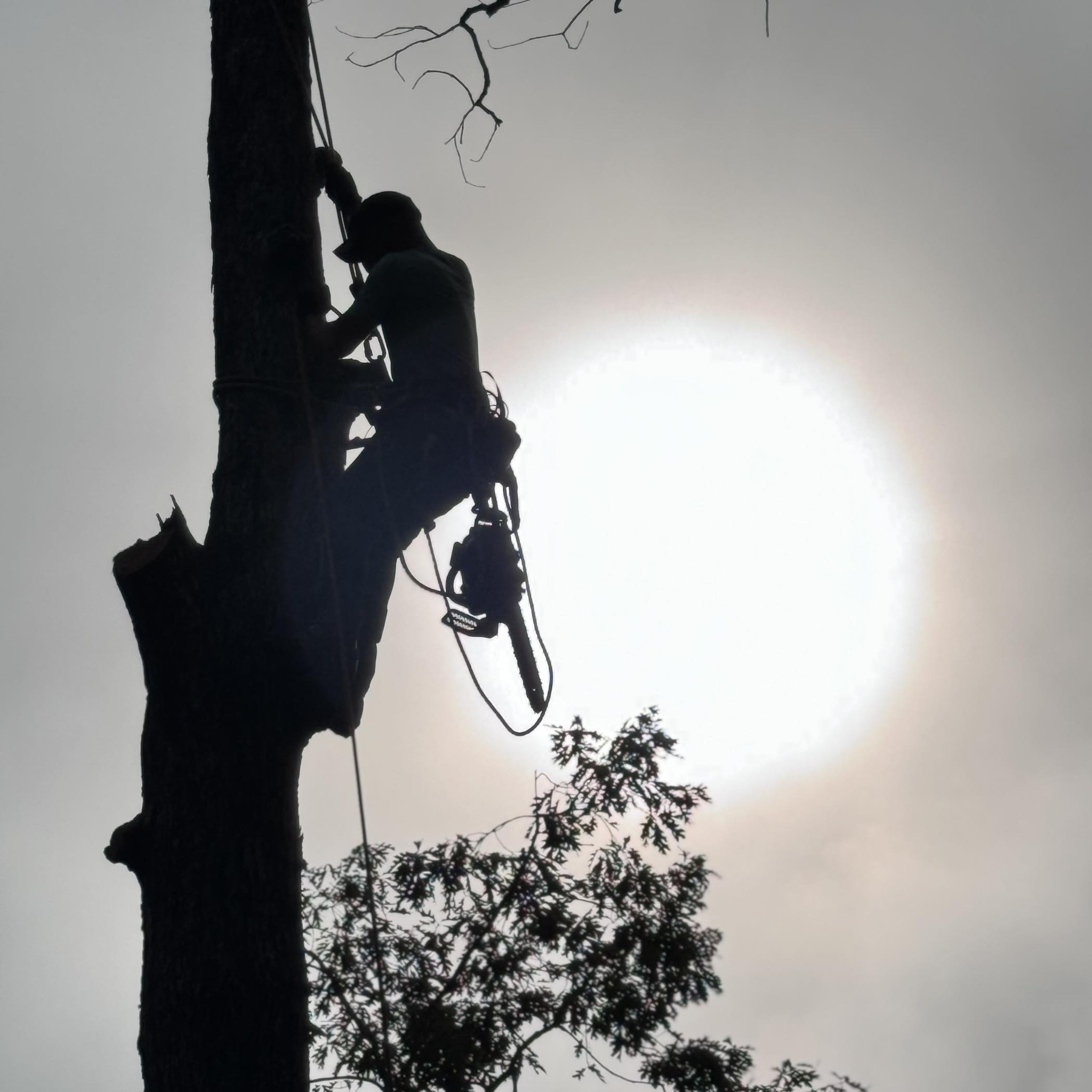 Fortson Tree Service | Simpsonville SC