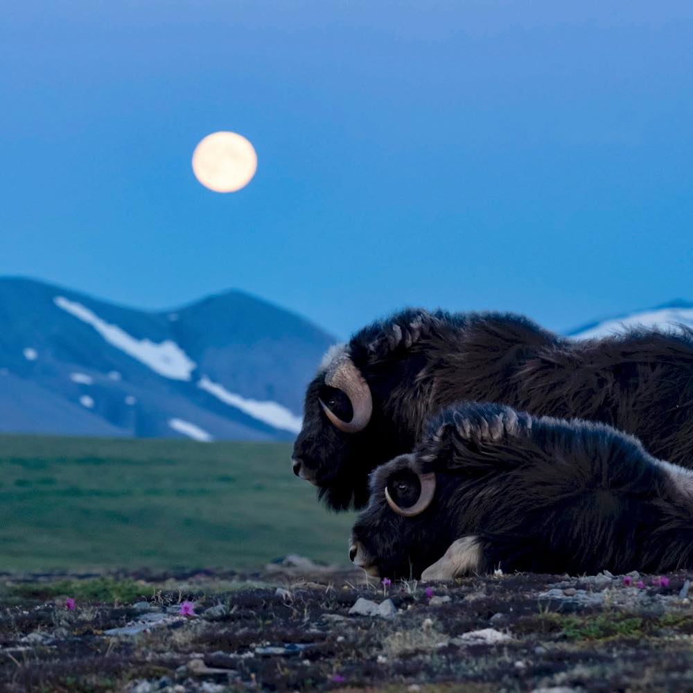 アラスカ極夜撮影プロジェクト