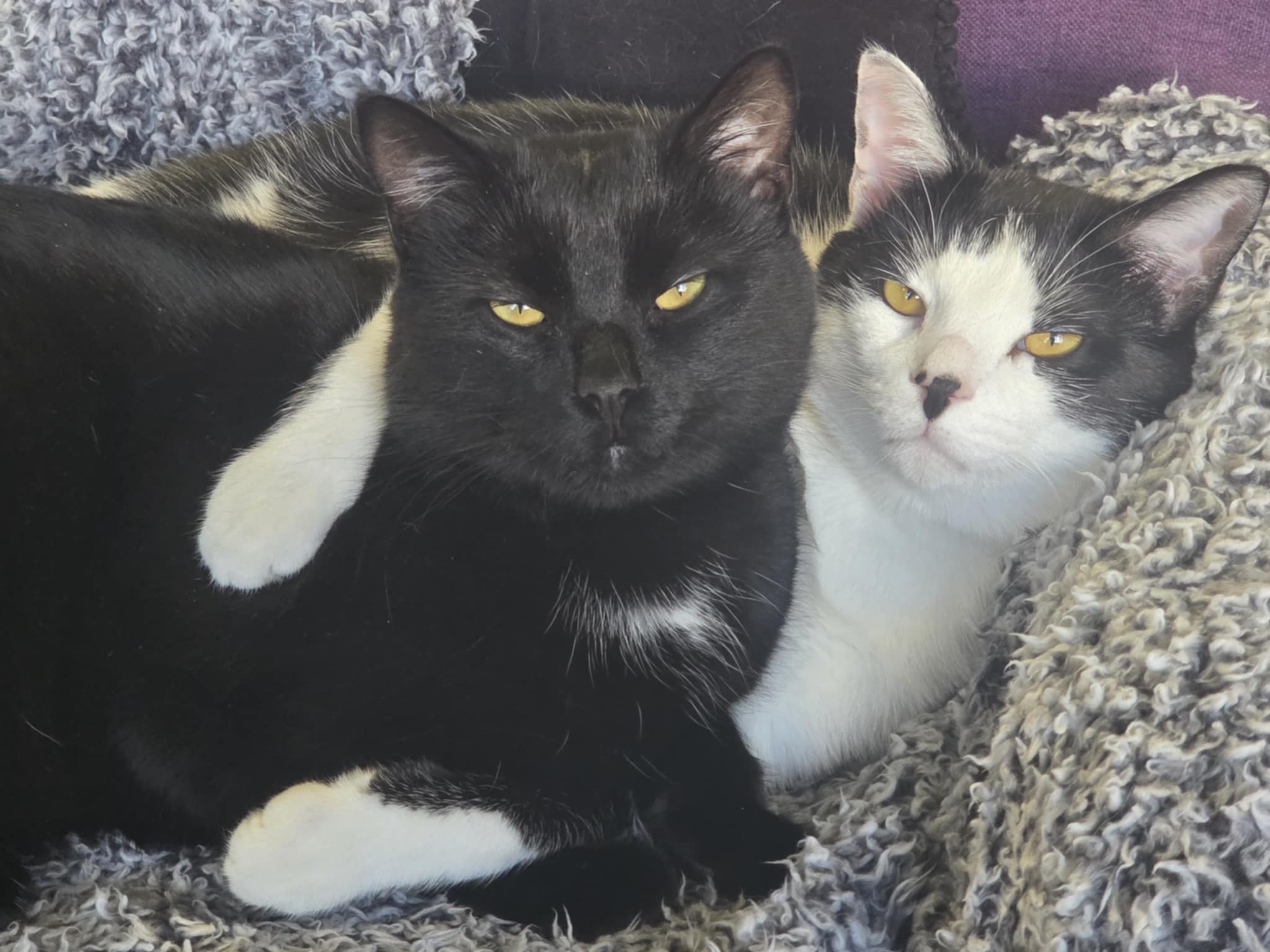 Neil & Terry, Bookstore Cats | Columbia TN