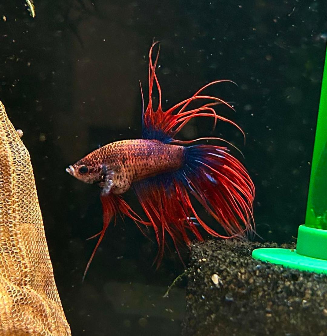 Planet Fish Aquatics | Sioux Falls SD