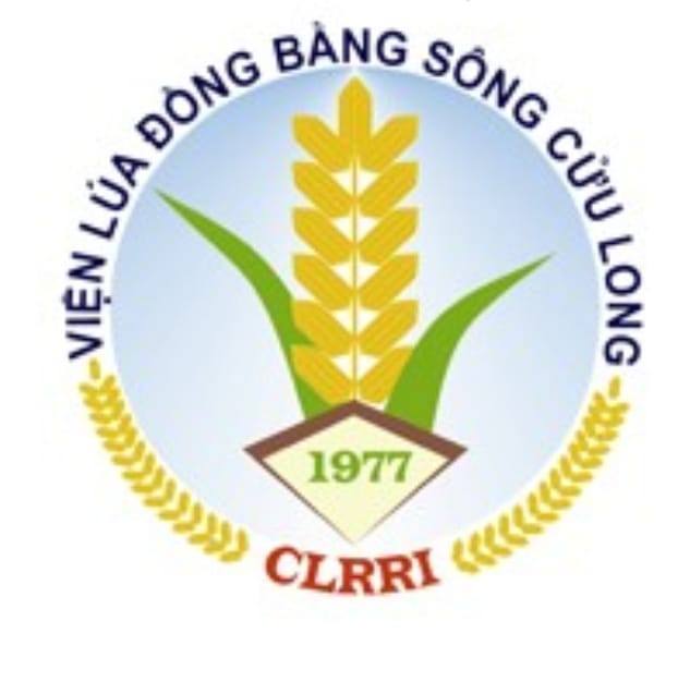 Lúa giống Viện lúa Ô Môn | Can Tho