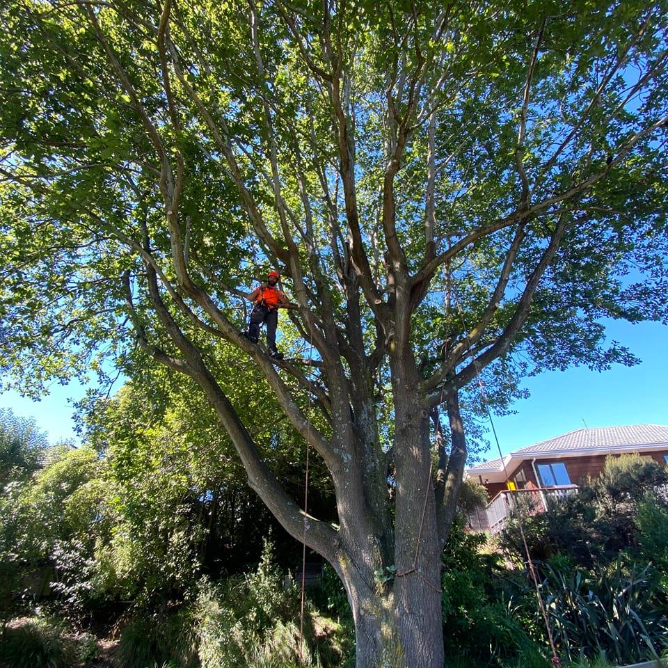 JJ's Tree Services | Christchurch