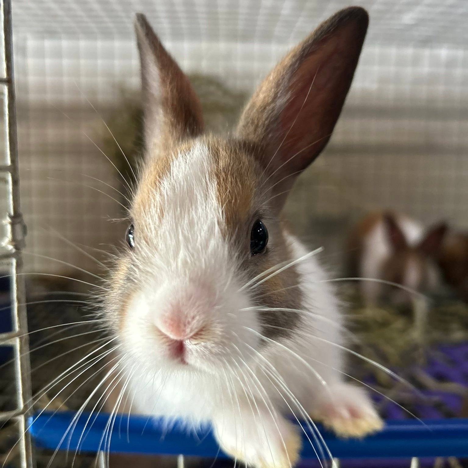 Dutch Island Rabbitry