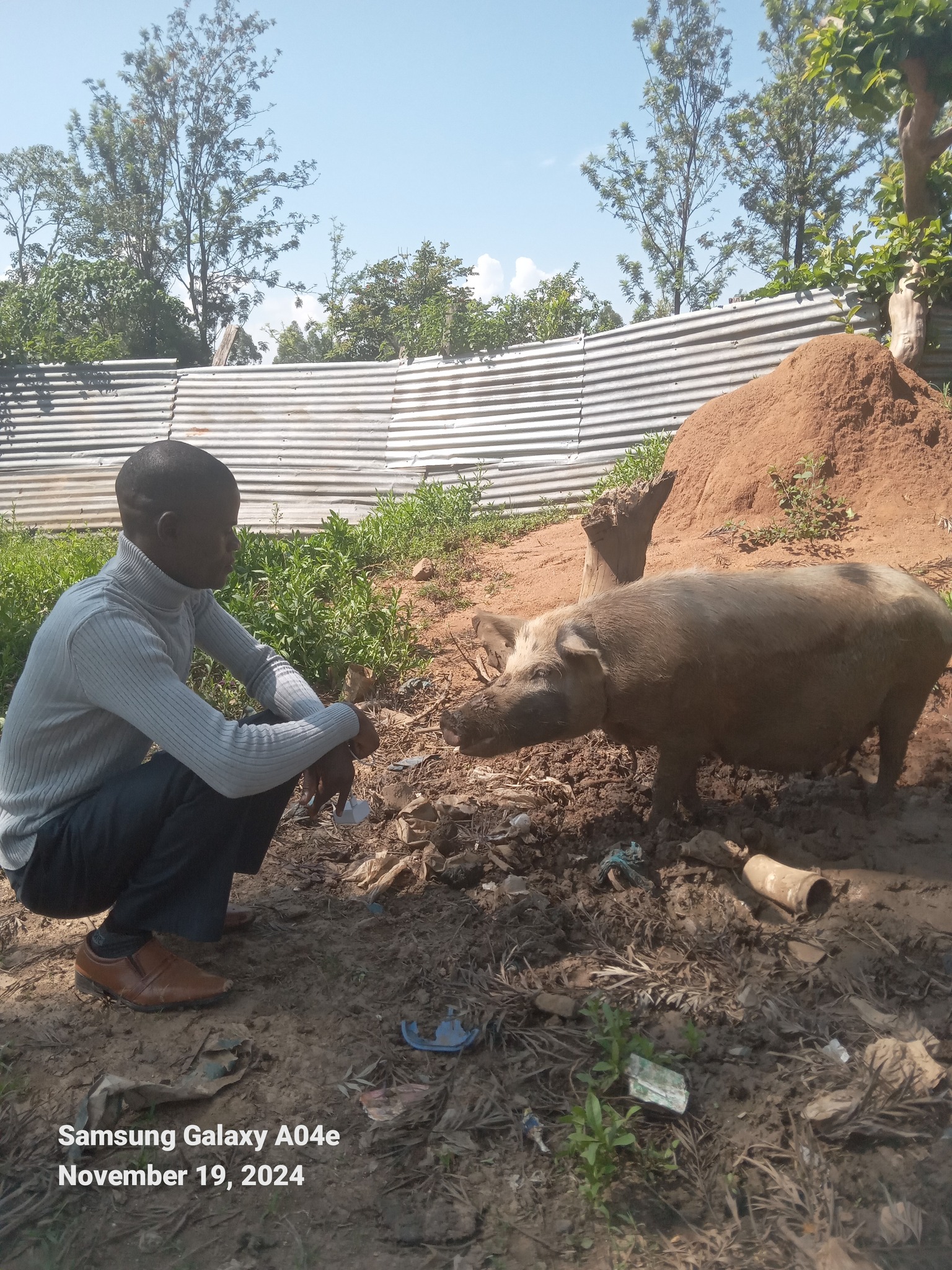Jacob pig rearing farm