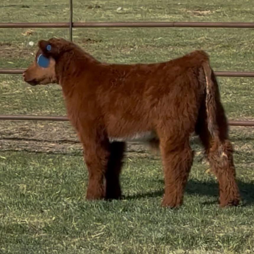 Aaron Hartman - !!!! NAME THAT BULL !!!!! We are... | Facebook