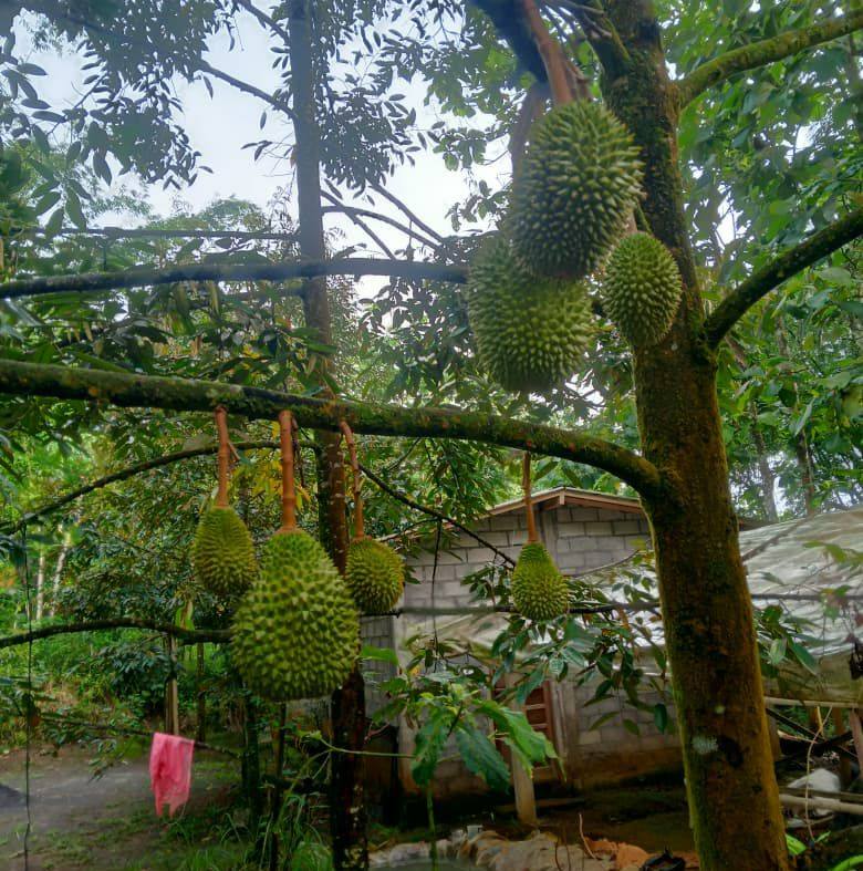 BIBIT BUAH UNGUL | Magelang