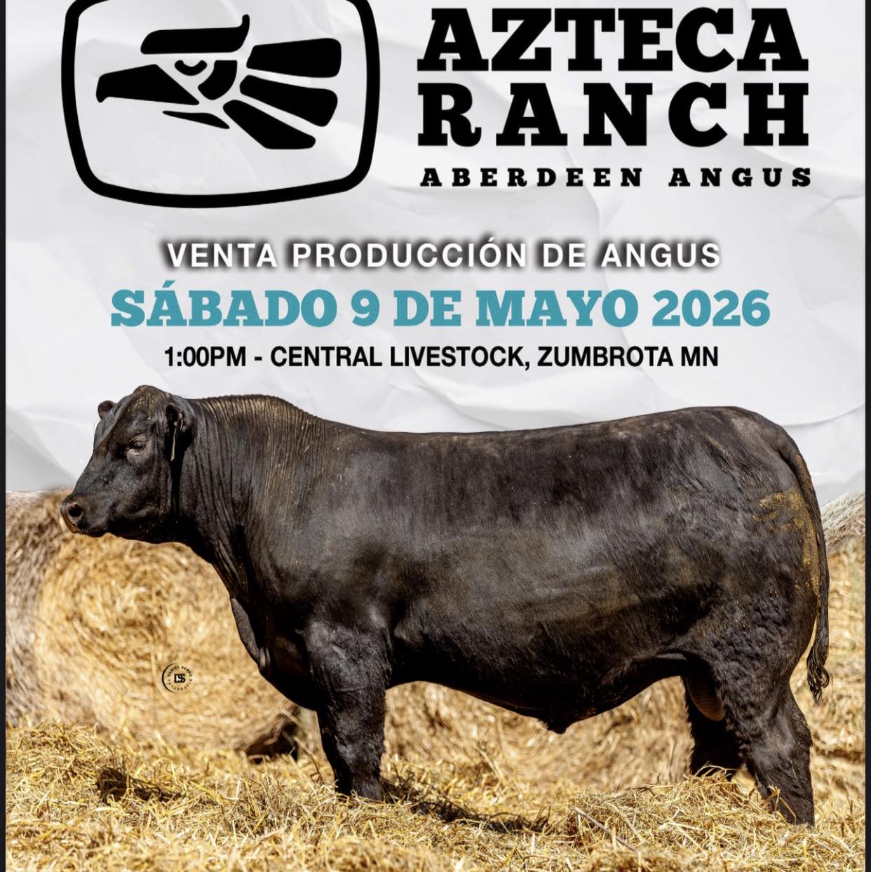 Azteca Ranch Aberdeen Angus
