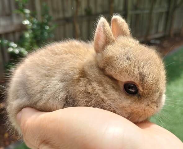 Rabbits of San Tan Valley and Queen Creek | Facebook