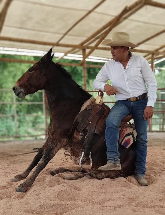 Don Rey - Centro de Entrenamiento Equino on Reels | Facebook