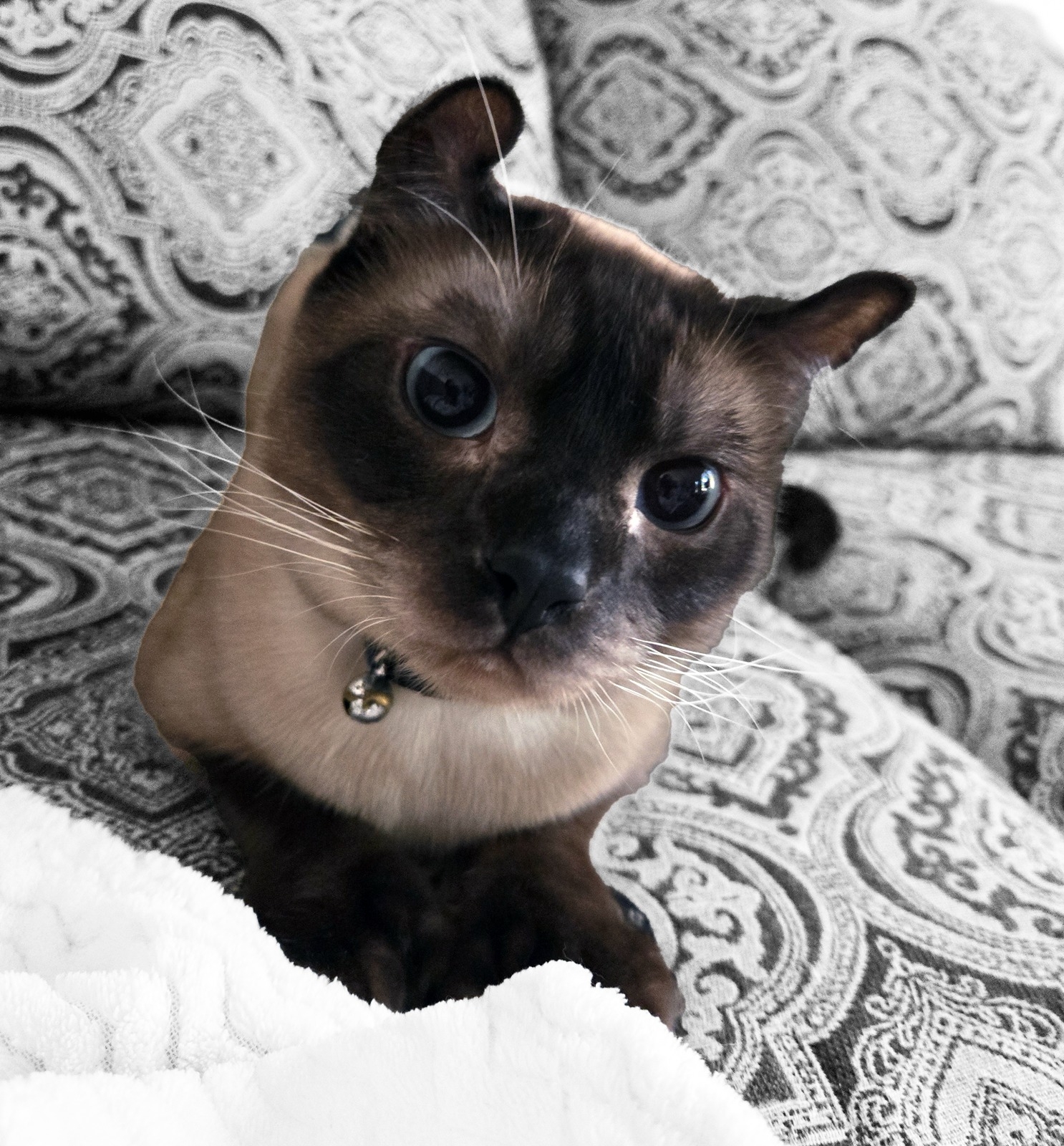 Meenoo the cat