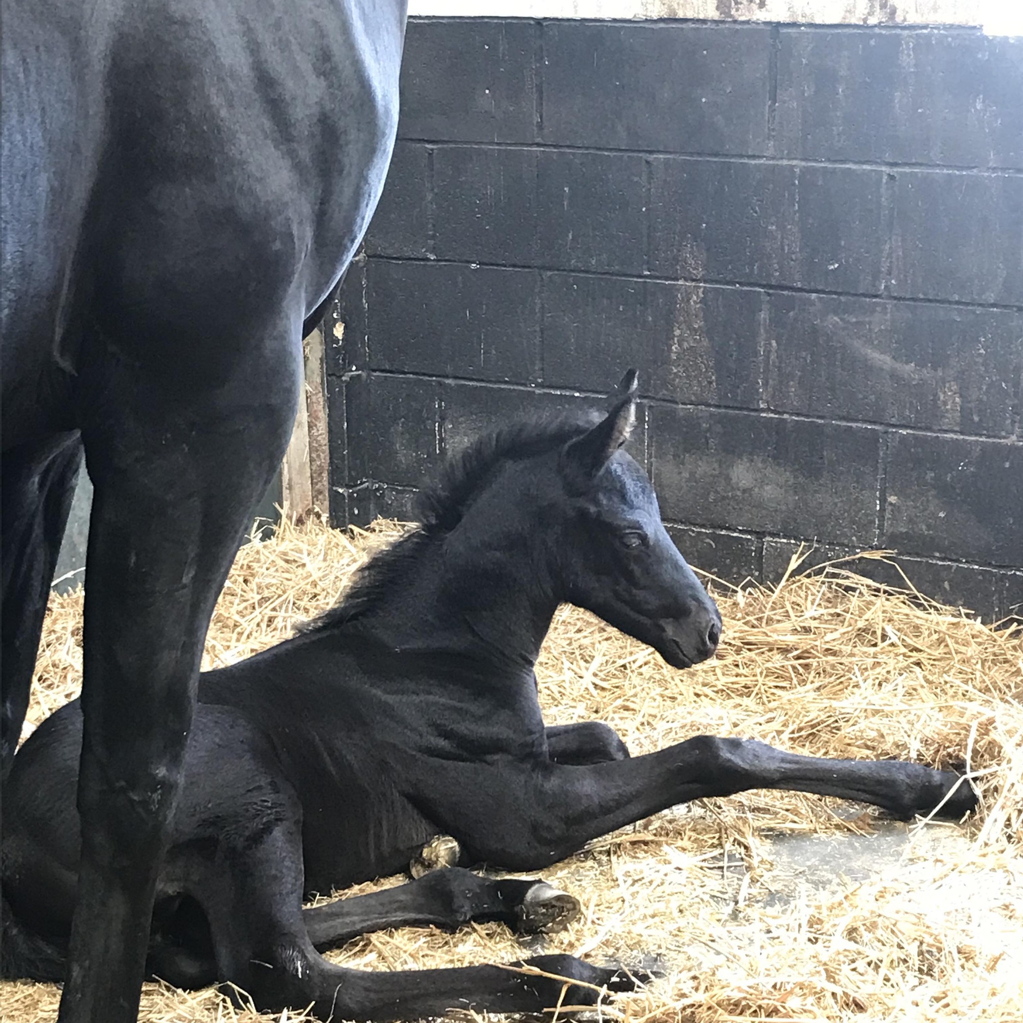 Appaloosa Horse Breeders | I have a black and white 3 year app filly ...