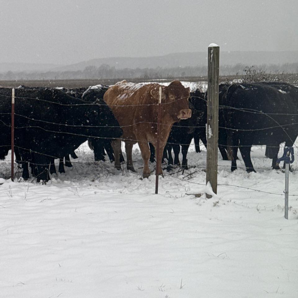 Chapman Family Farms