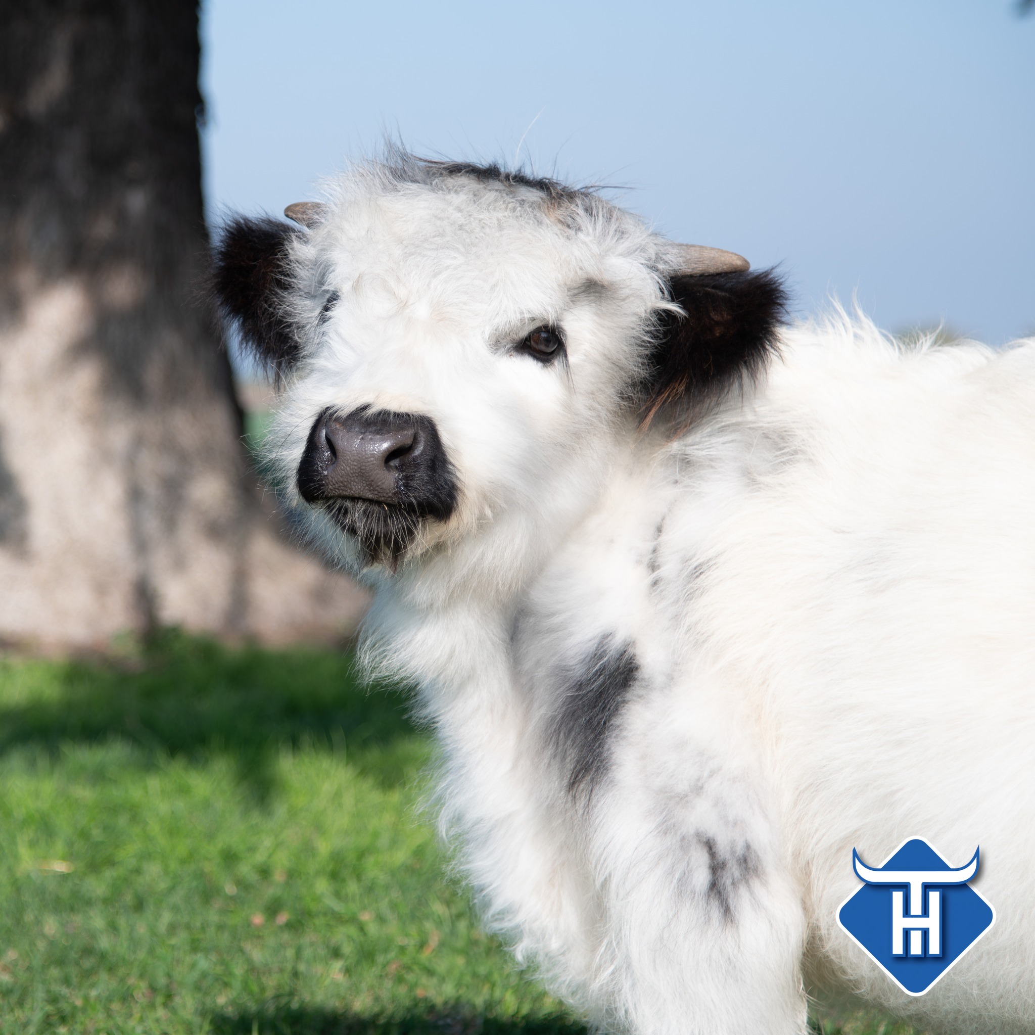 Mini Milo The Highpark Bull