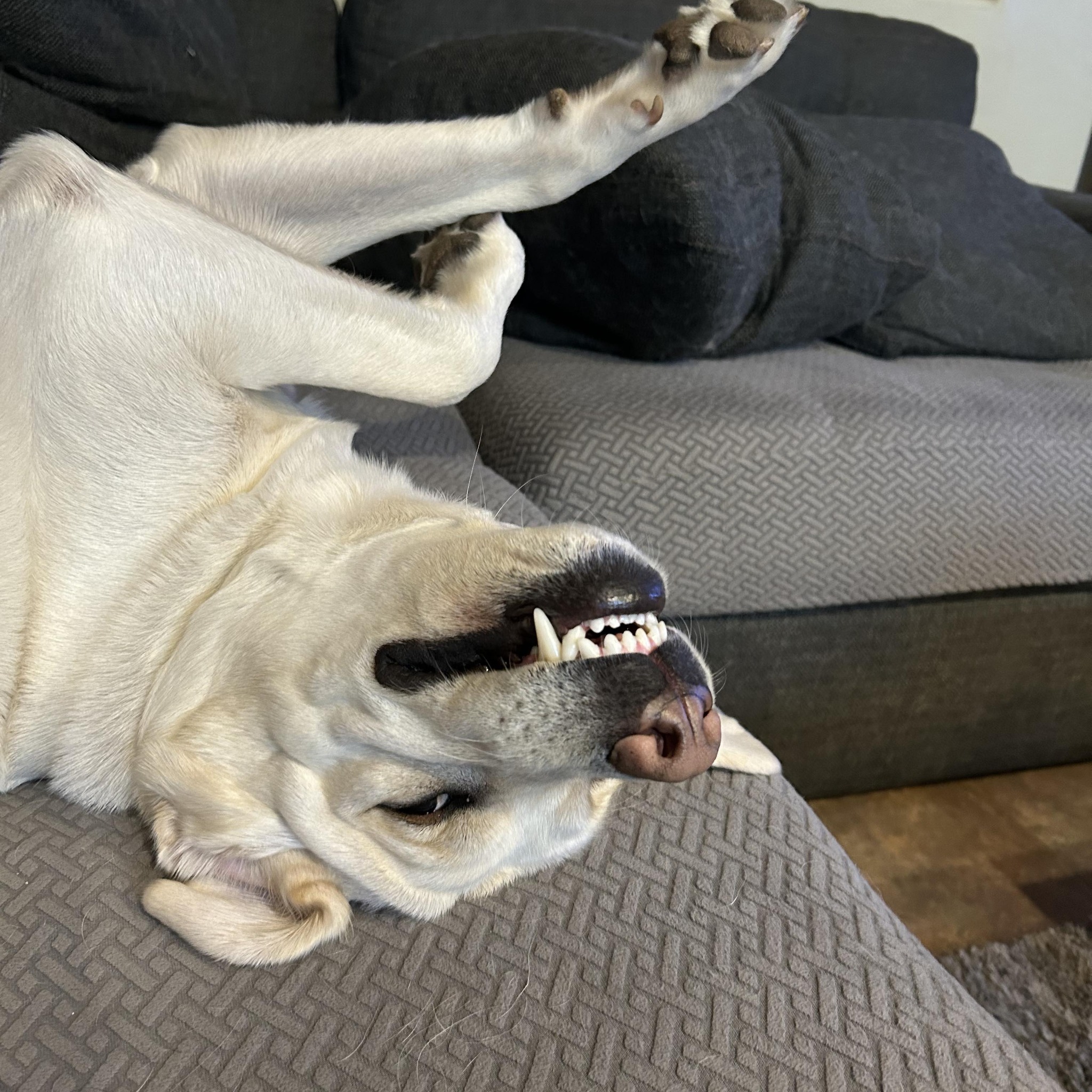 Hi there! My name is Huck, well Huckleberry James, but my mama also ...