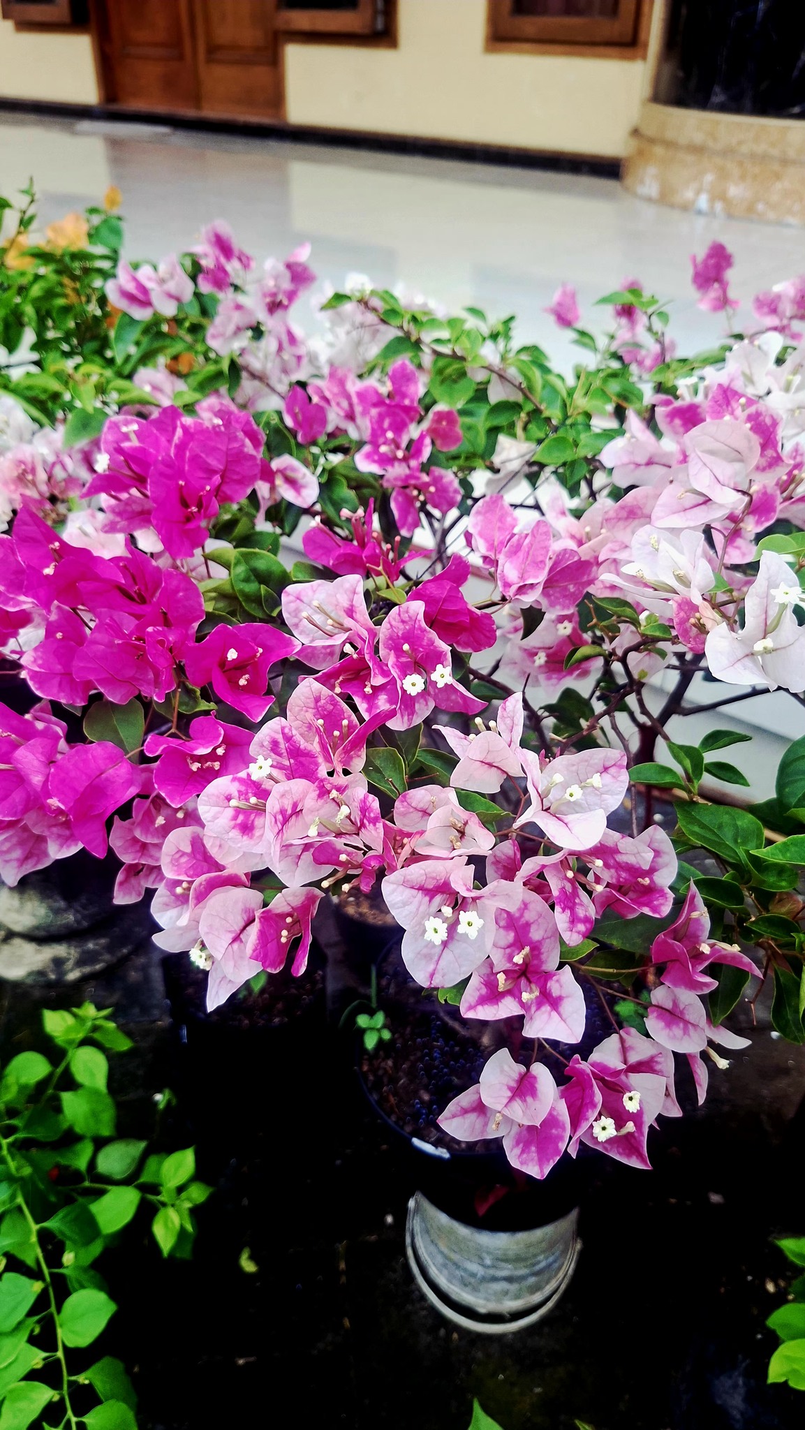 Pindah tanam stek bugenvil 🌱 | Elly Astriyani