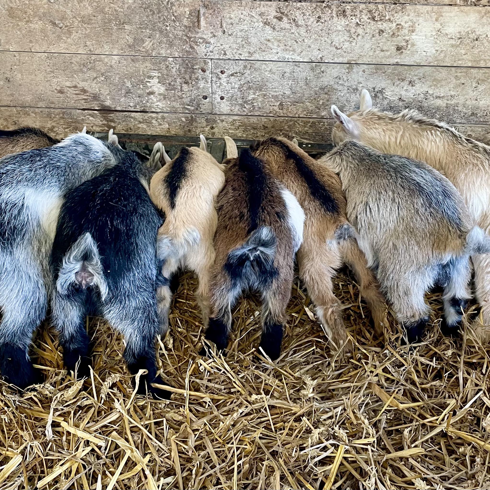 pygmy goats for sale near me | Facebook