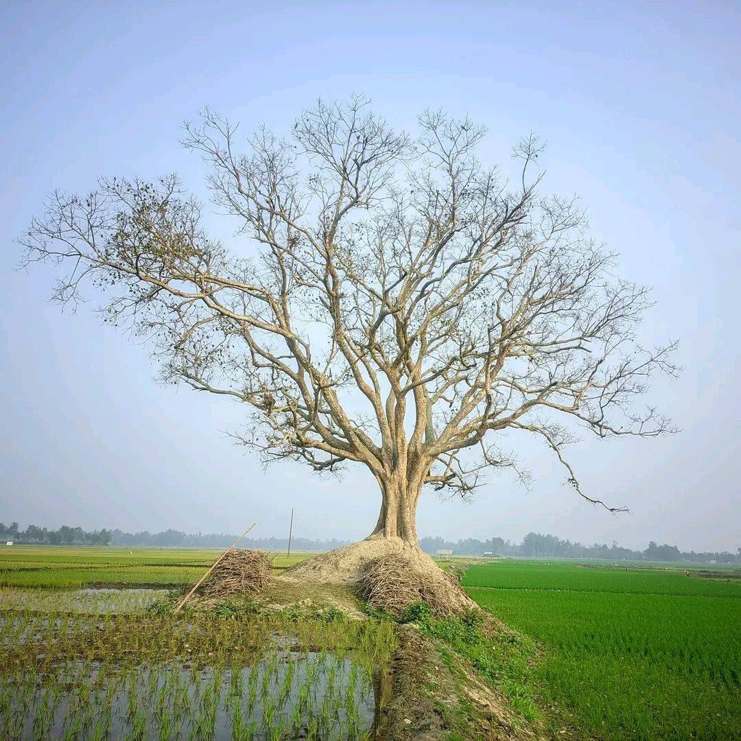 Robin Vai 0.7 | Gopalpur